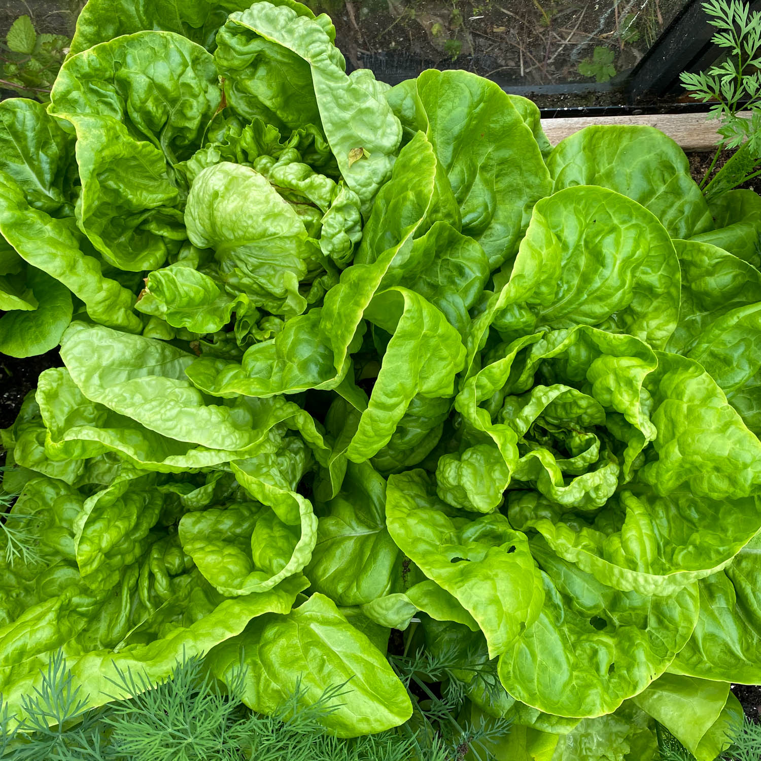 Winter lettuce