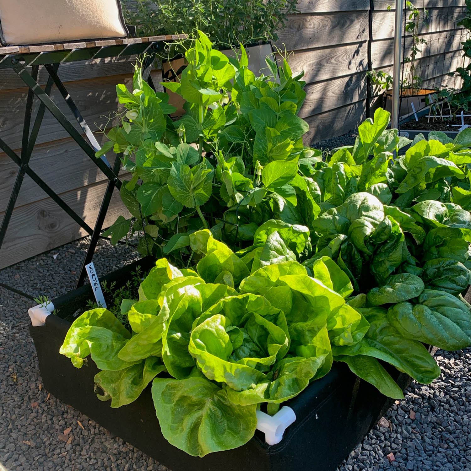 Winter lettuce