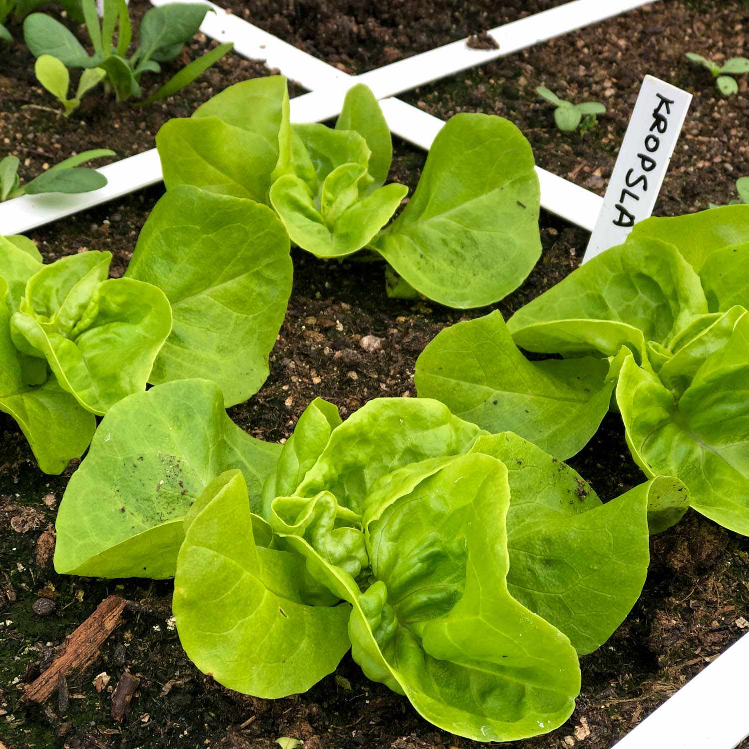 Winter lettuce