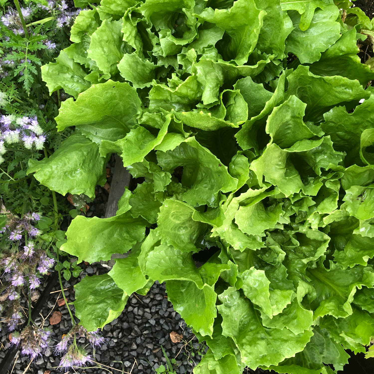 Endive