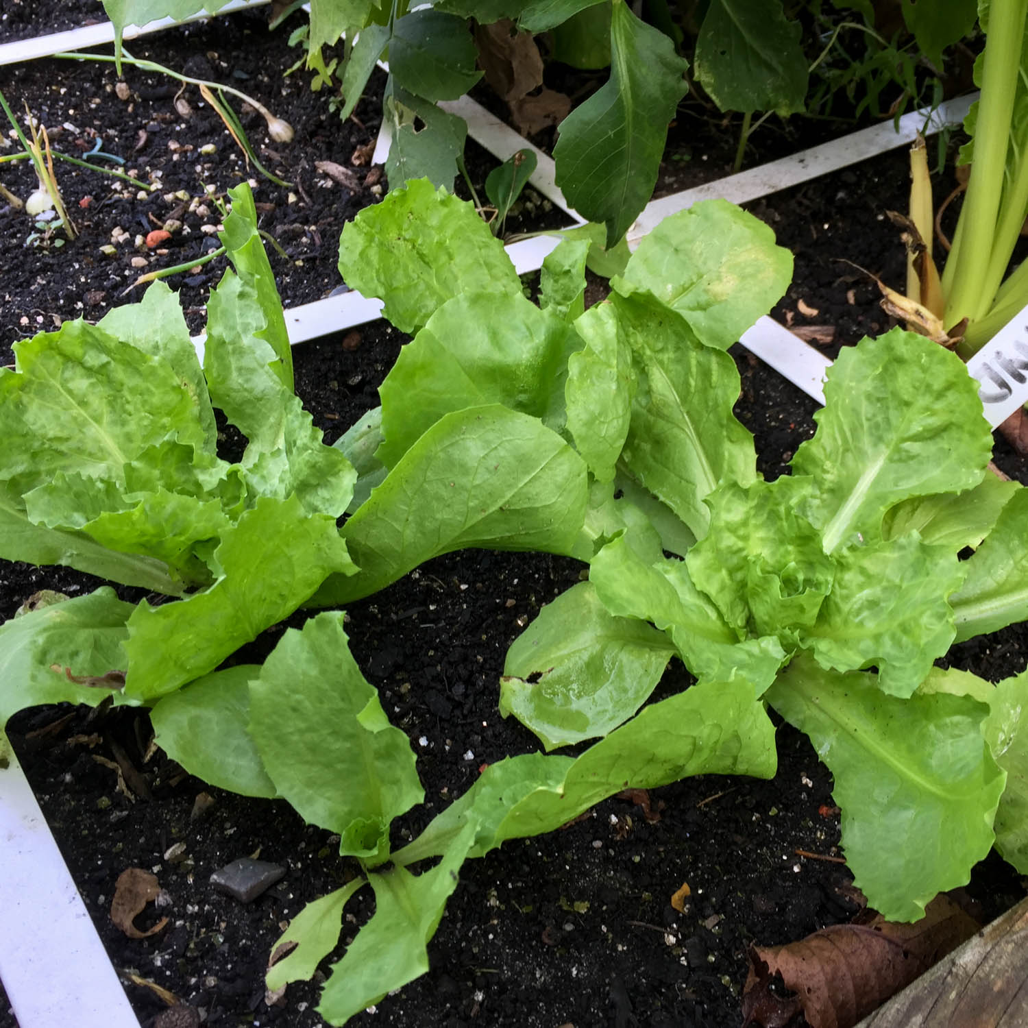 Endive