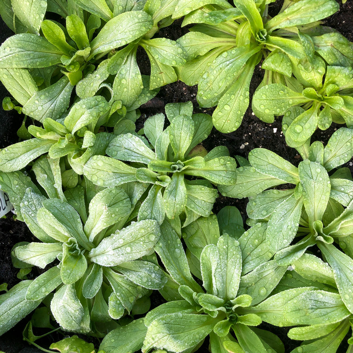 Lamb's lettuce
