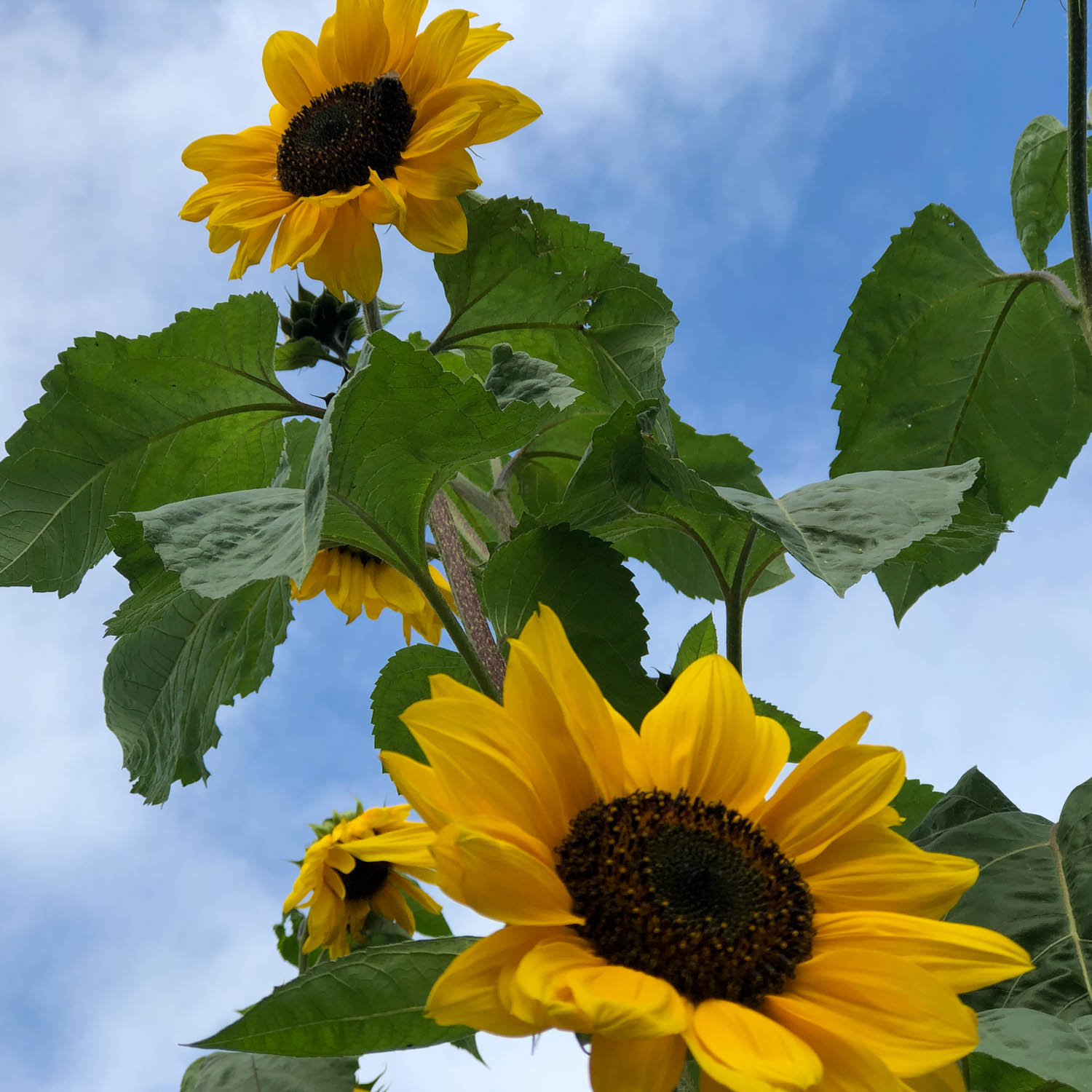 Zonnebloem