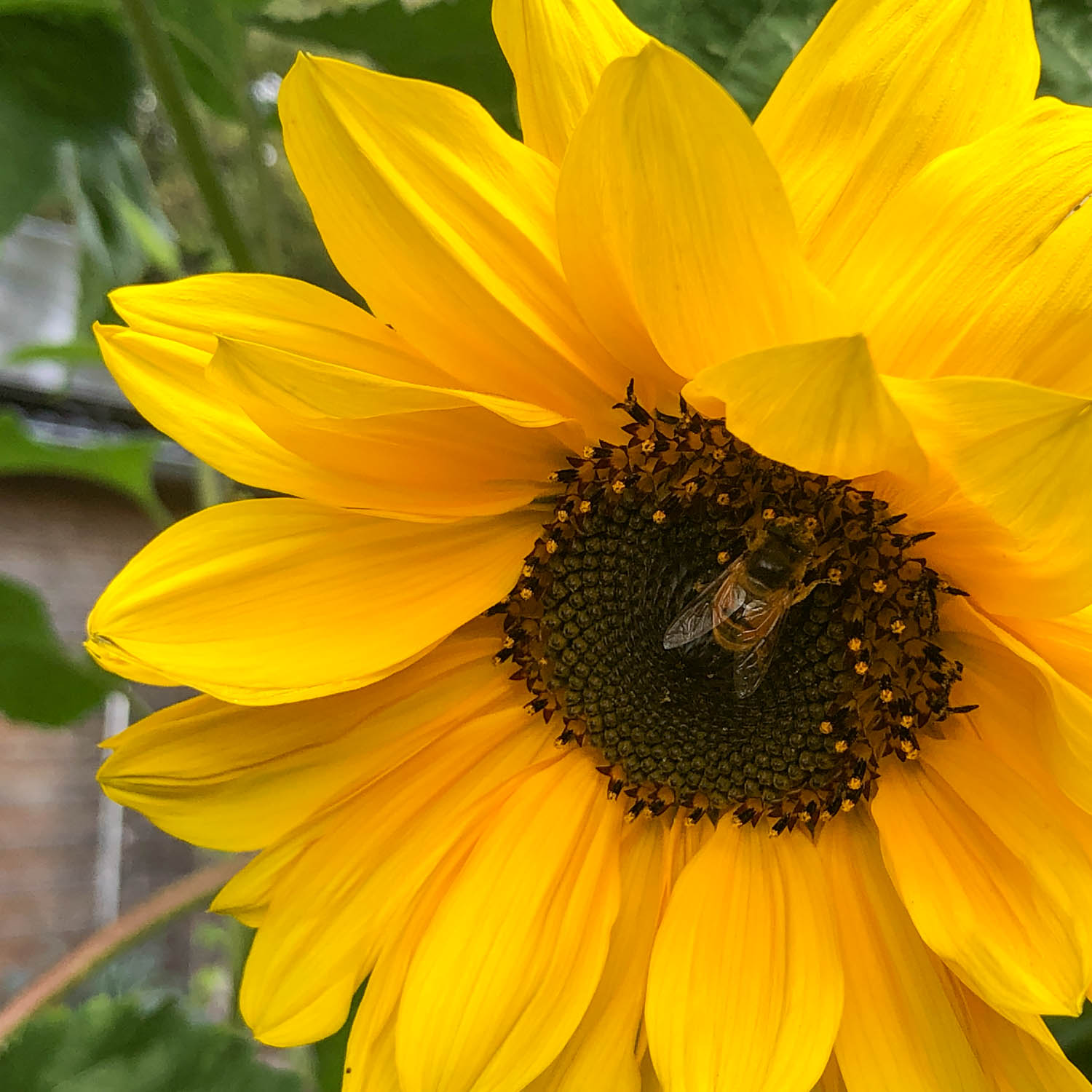 Zonnebloem