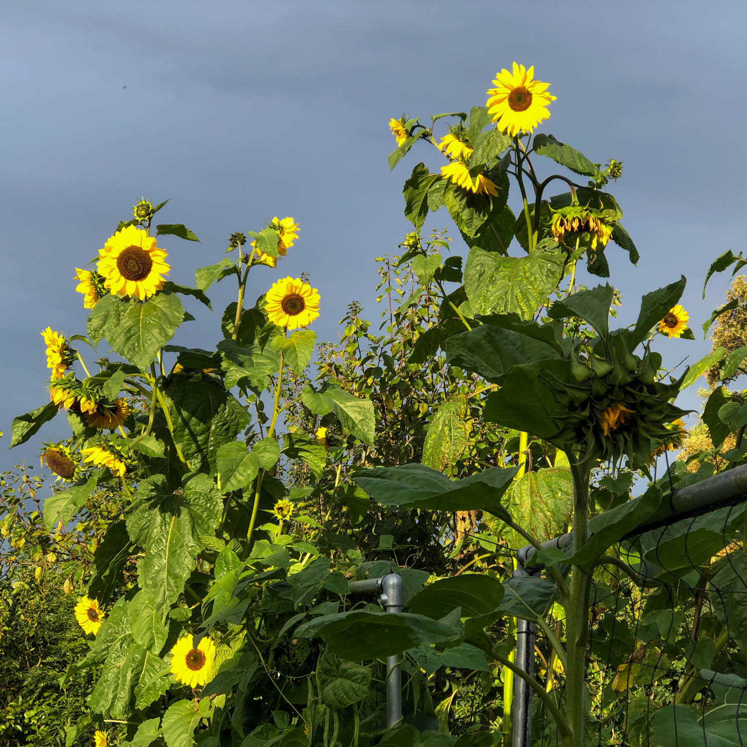 Zonnebloem