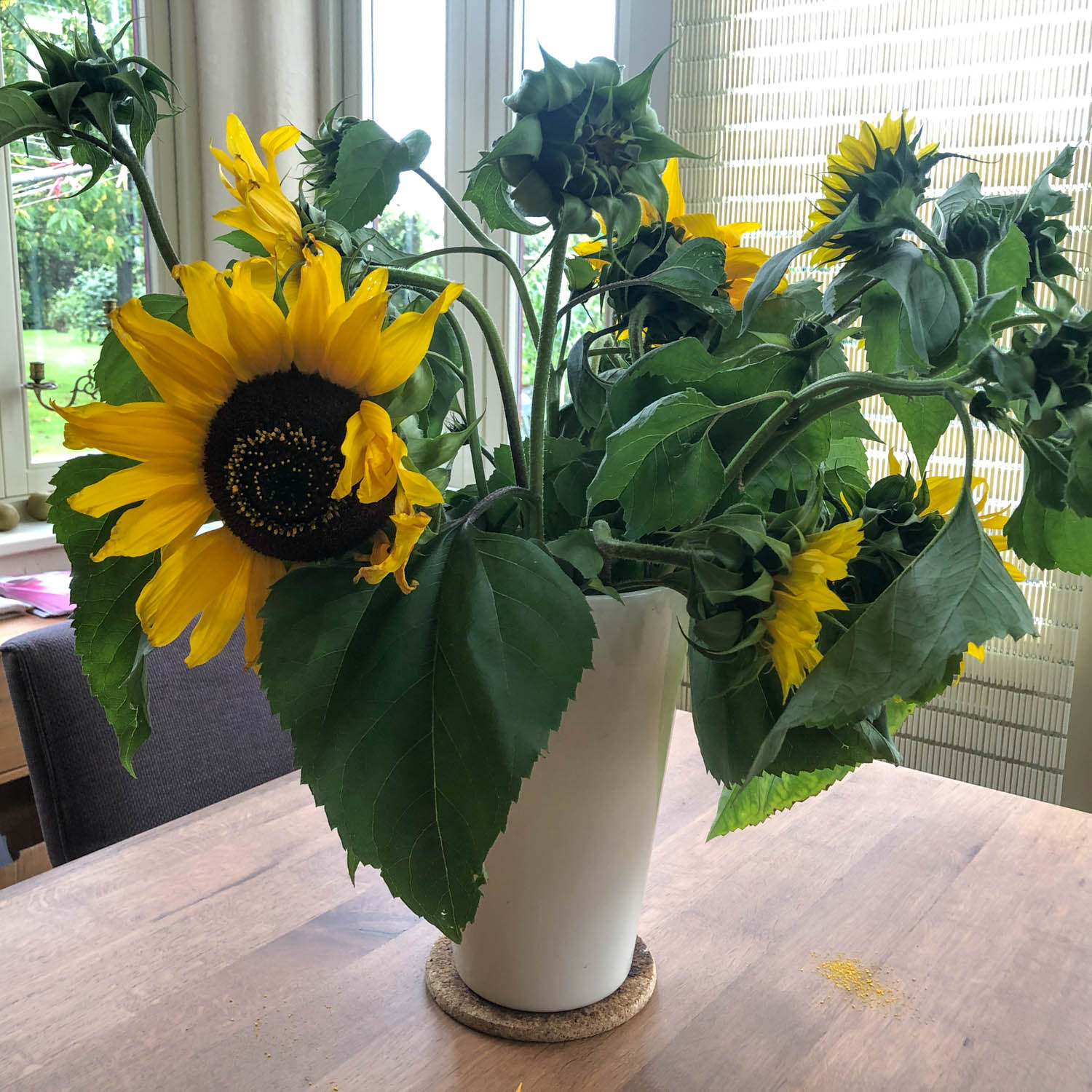 Zonnebloem