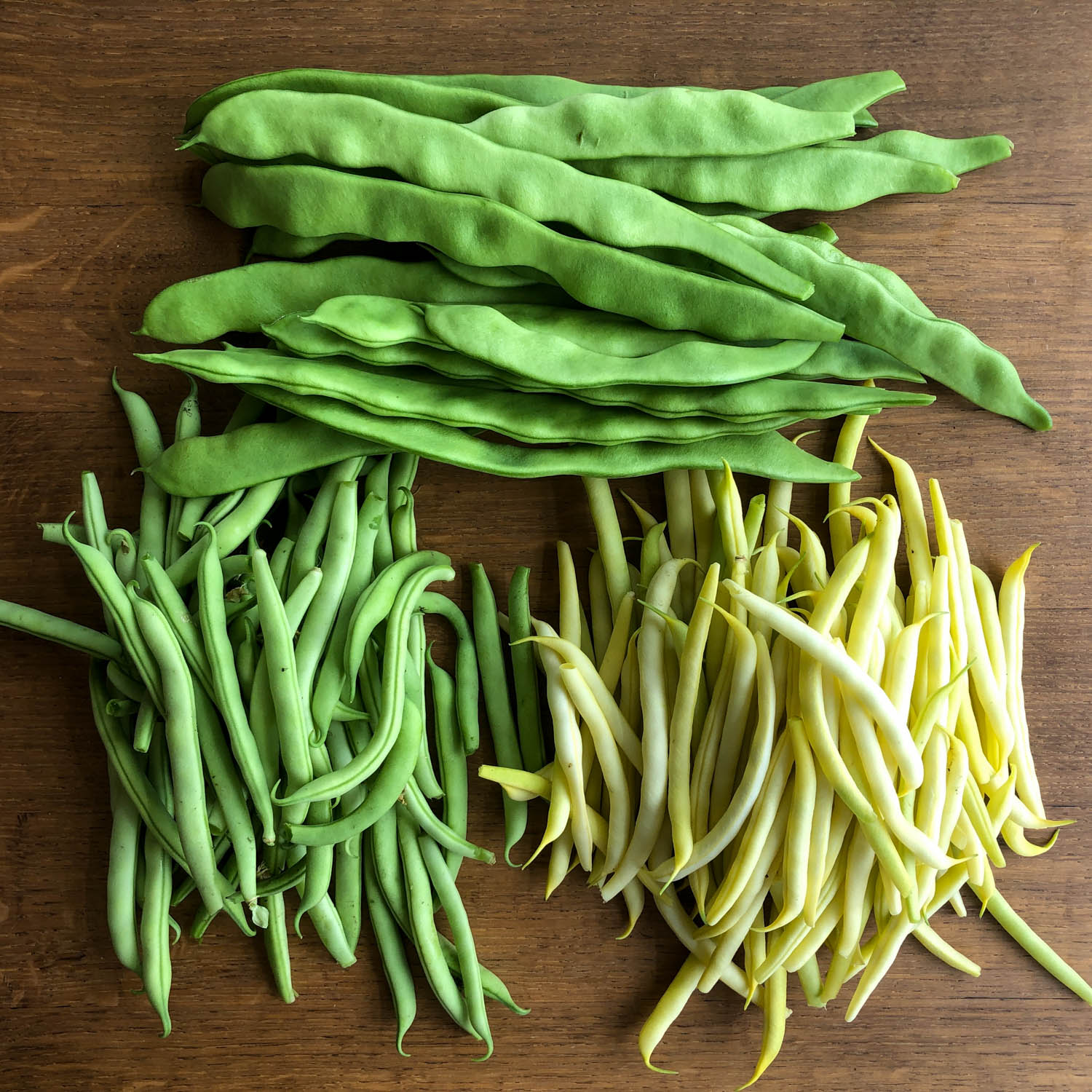 Romano pole bean