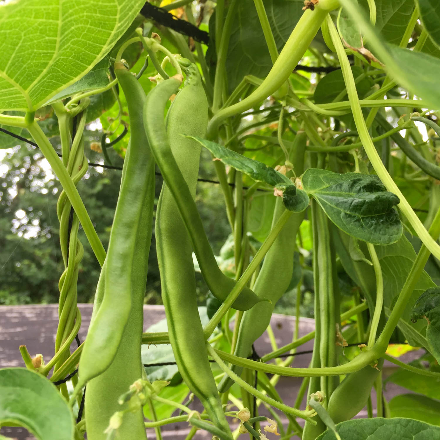 Romano pole bean