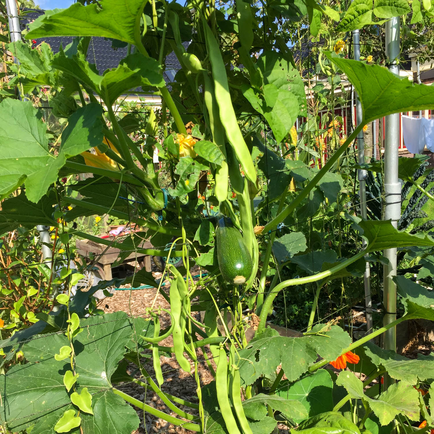 Romano pole bean