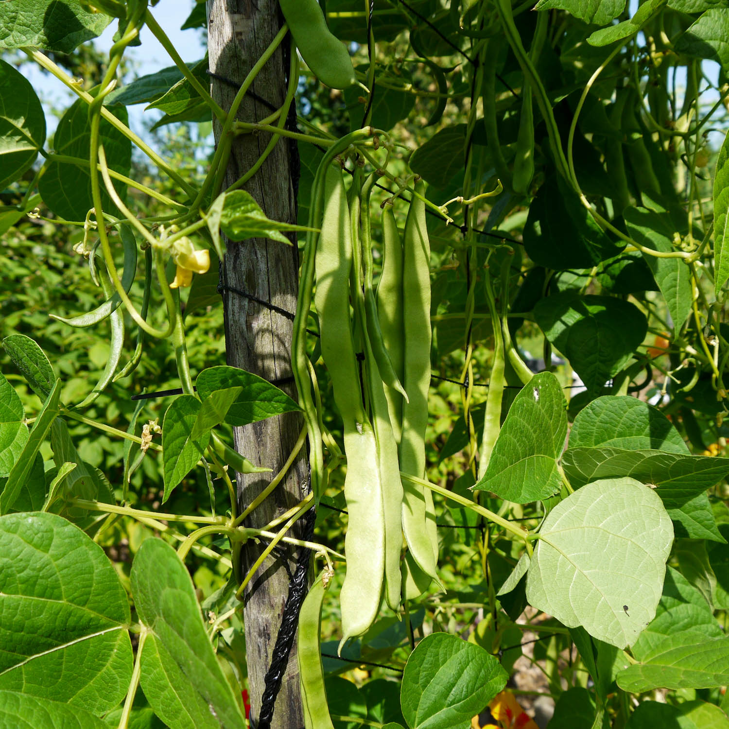 Romano pole bean