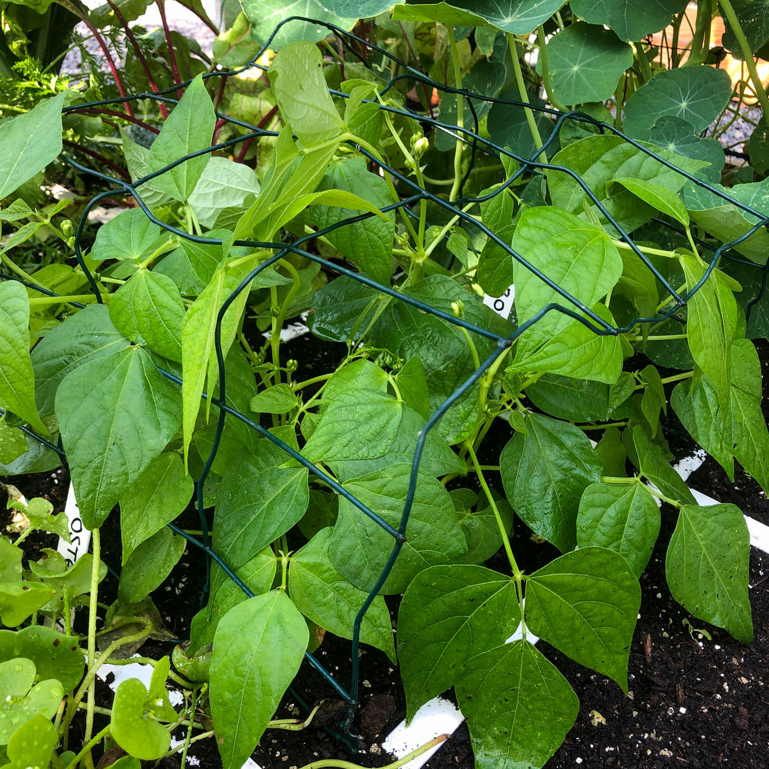 Bush bean