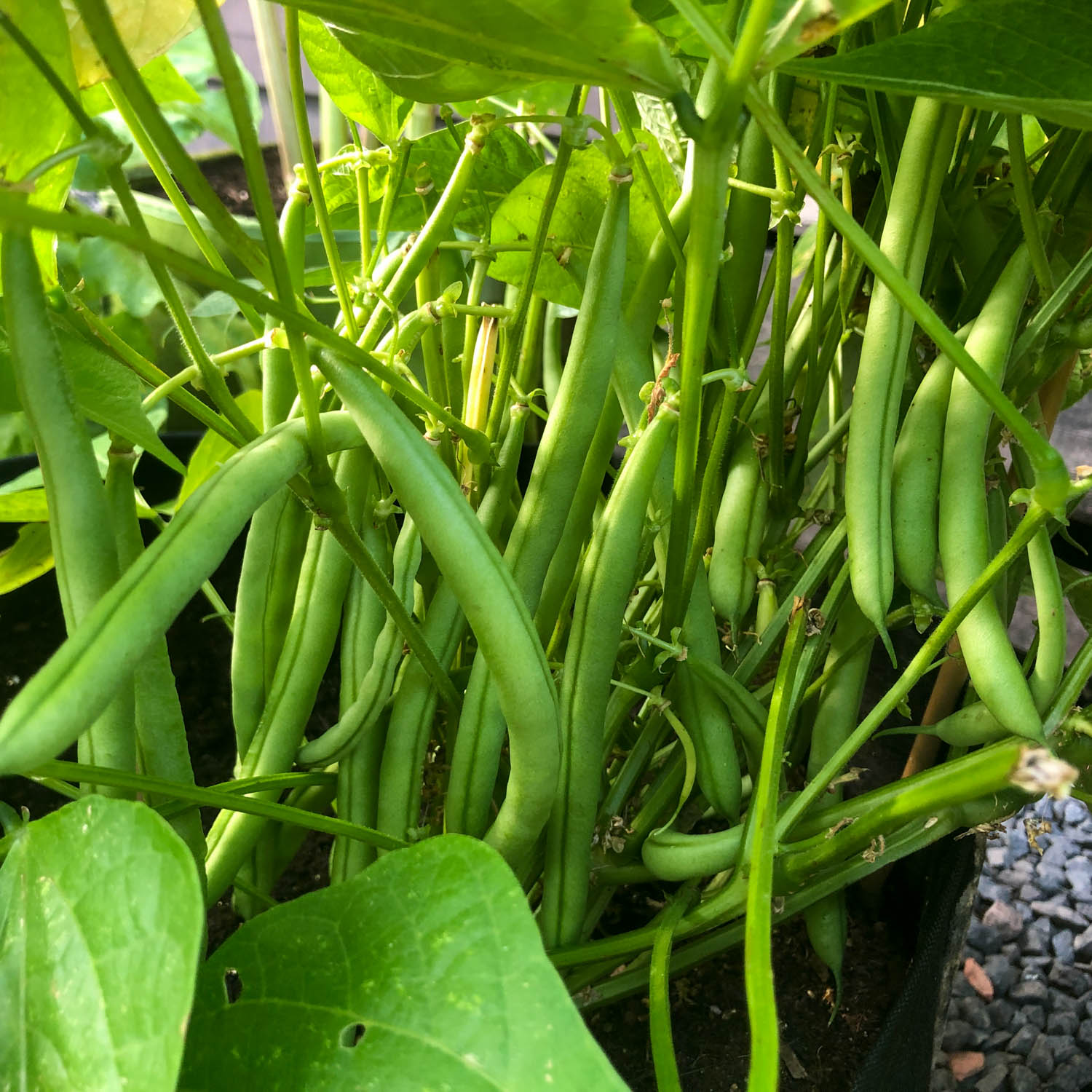 Bush bean