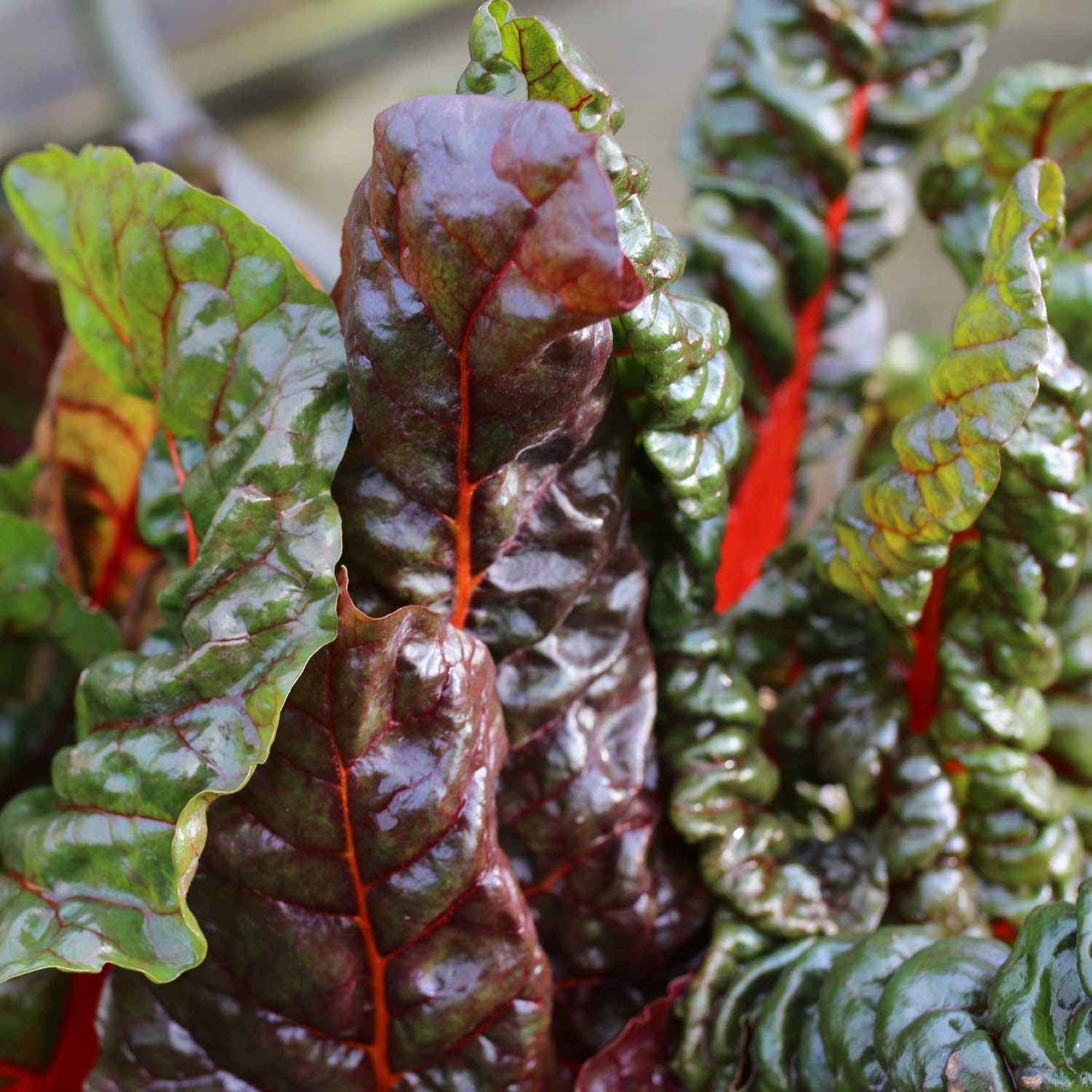 Chard