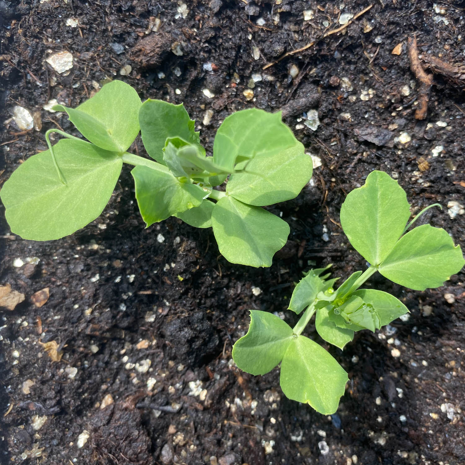 Snow pea