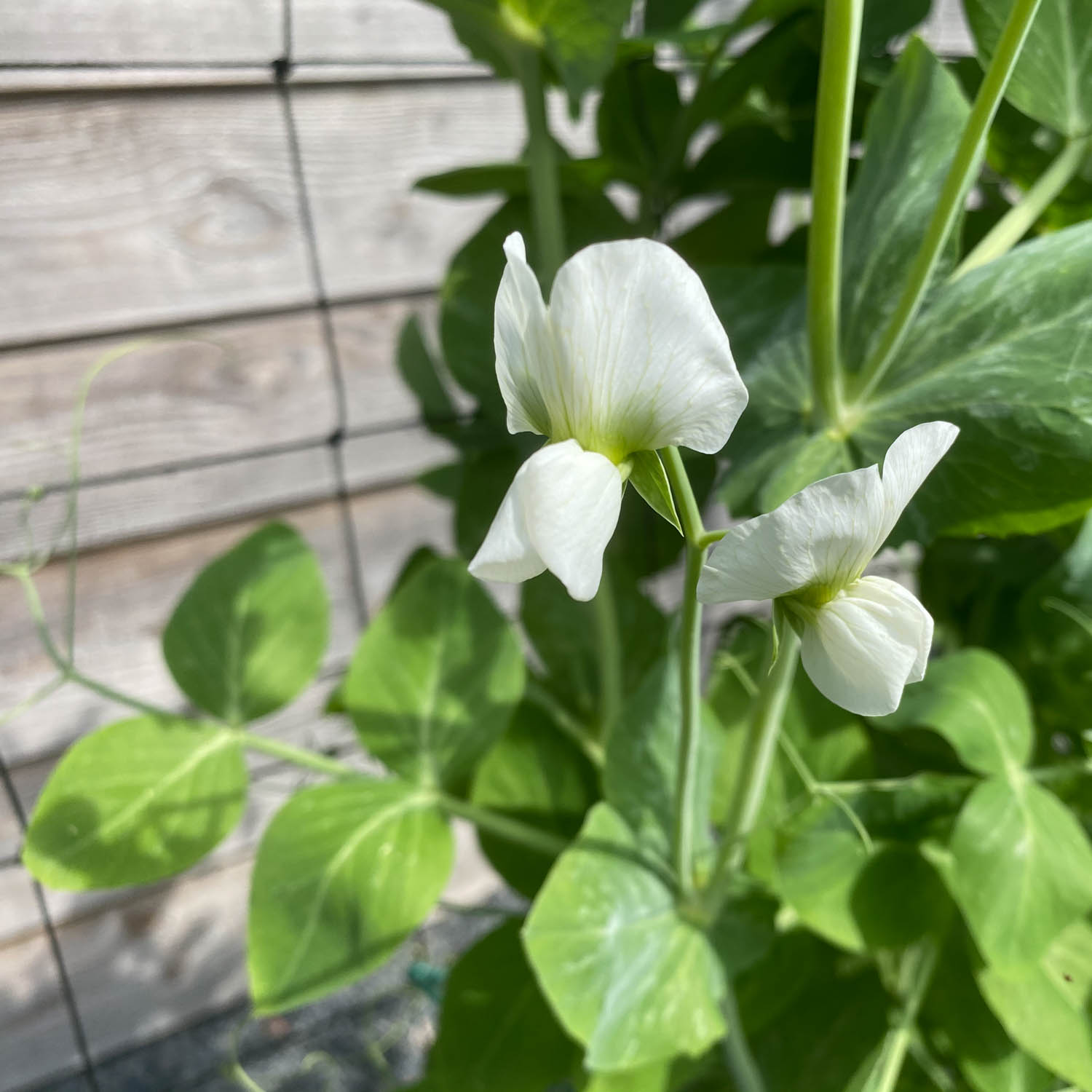Snow pea