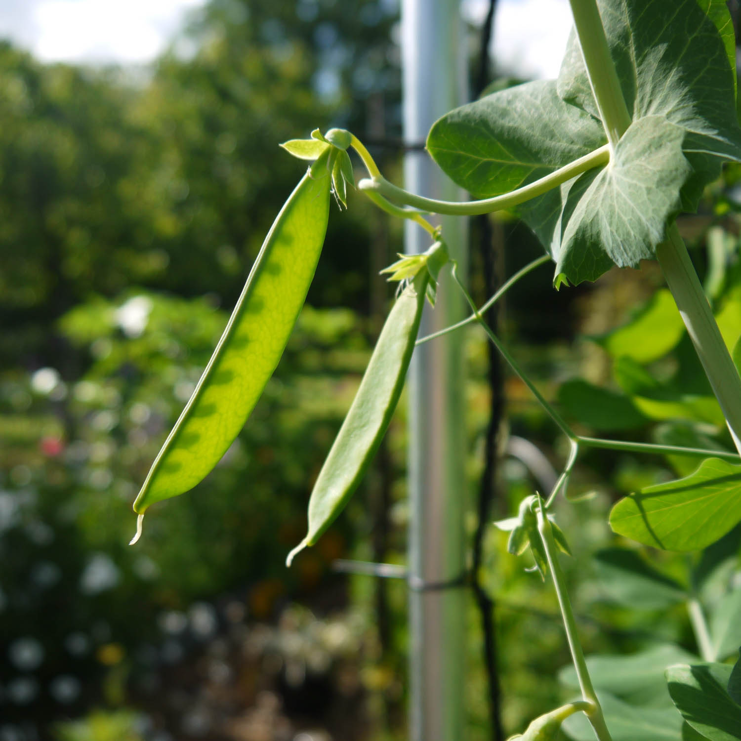 Snow pea