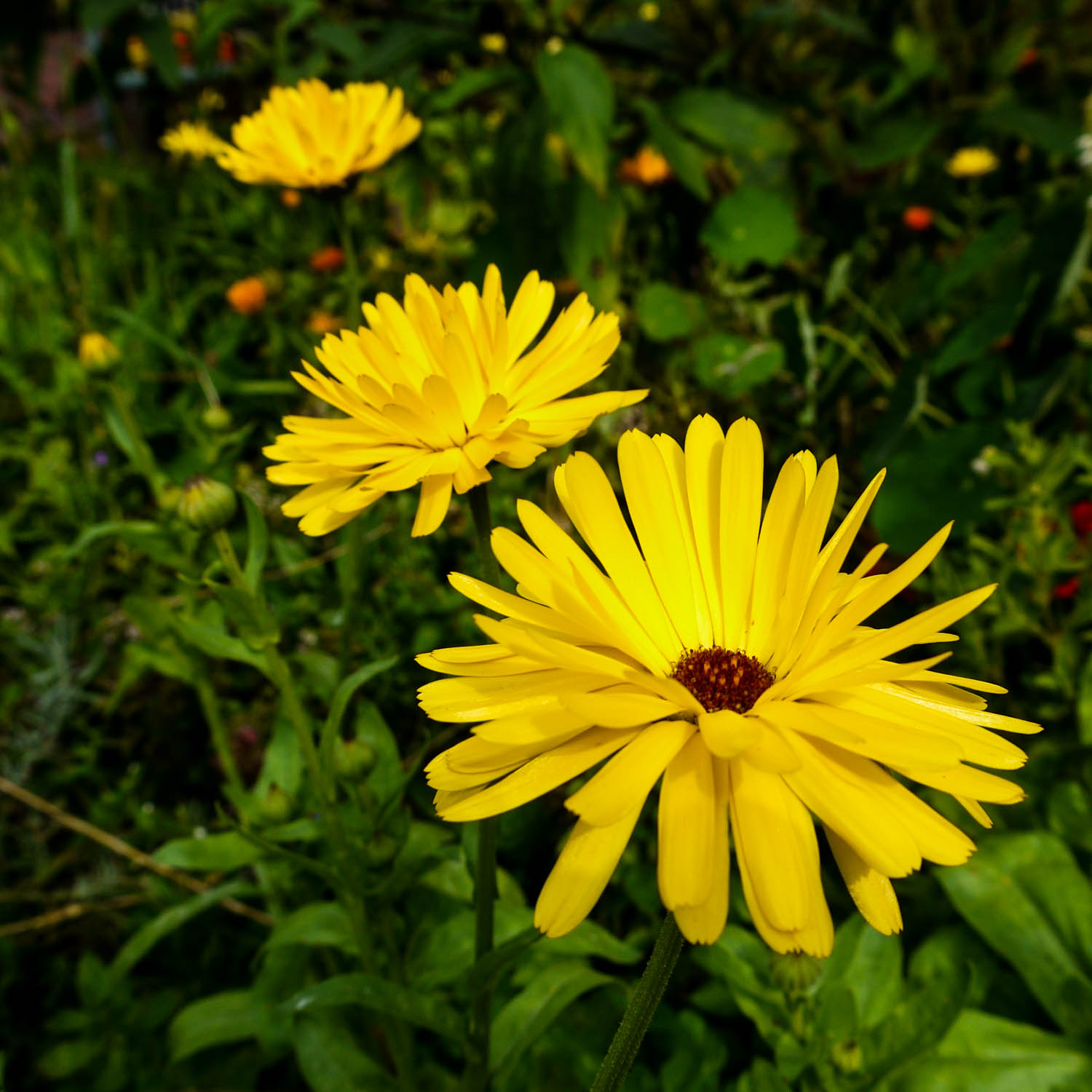 Marigold 