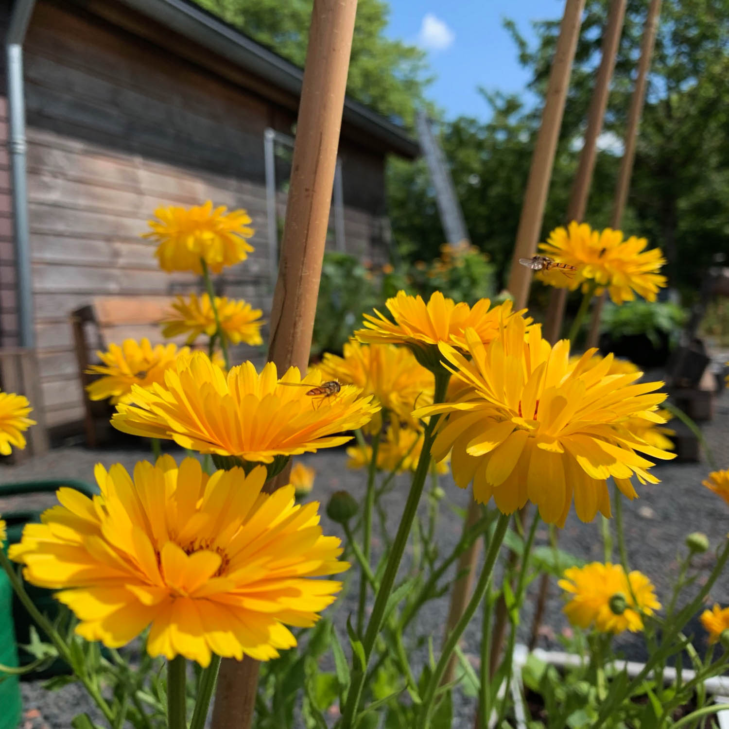 Marigold 