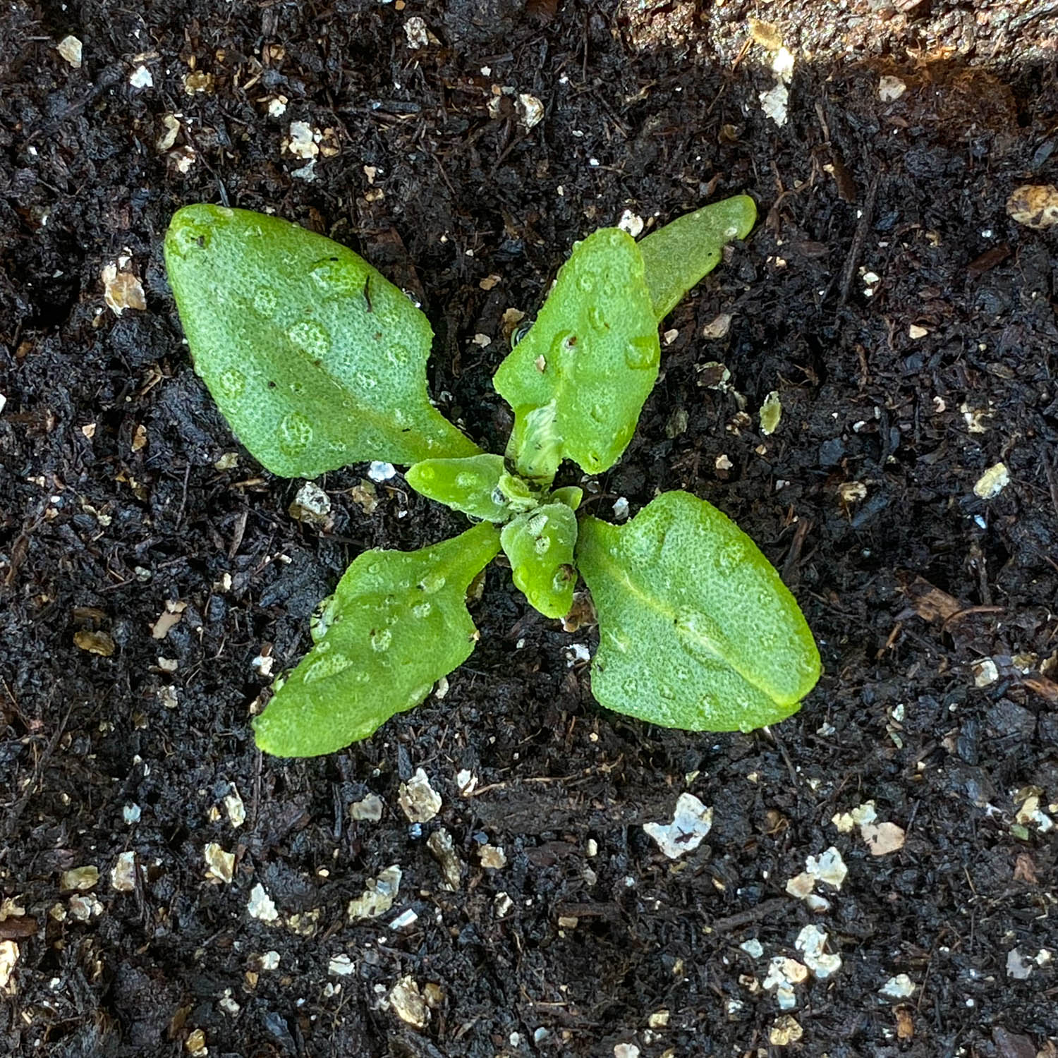 NZ spinach