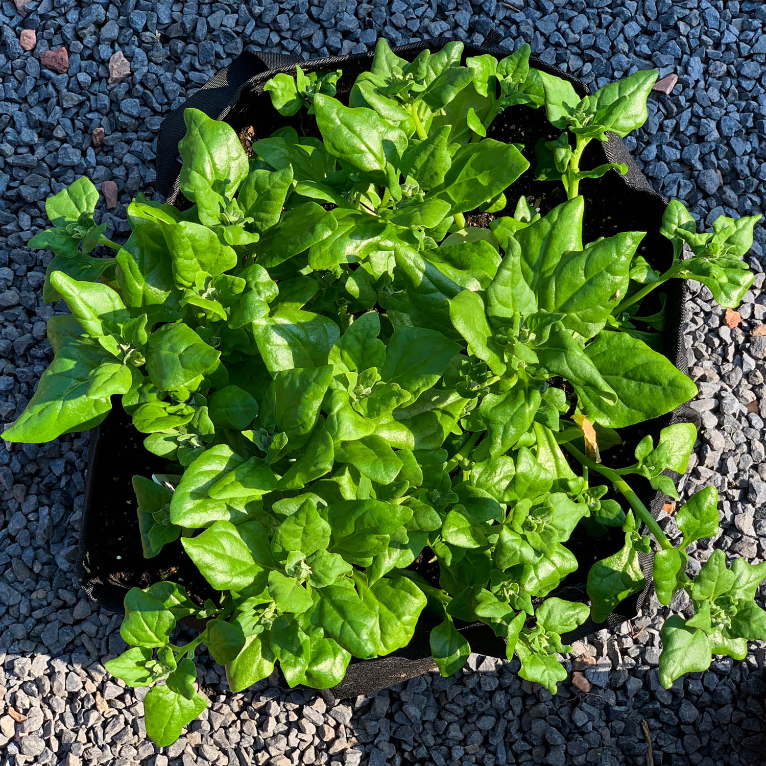 NZ spinach