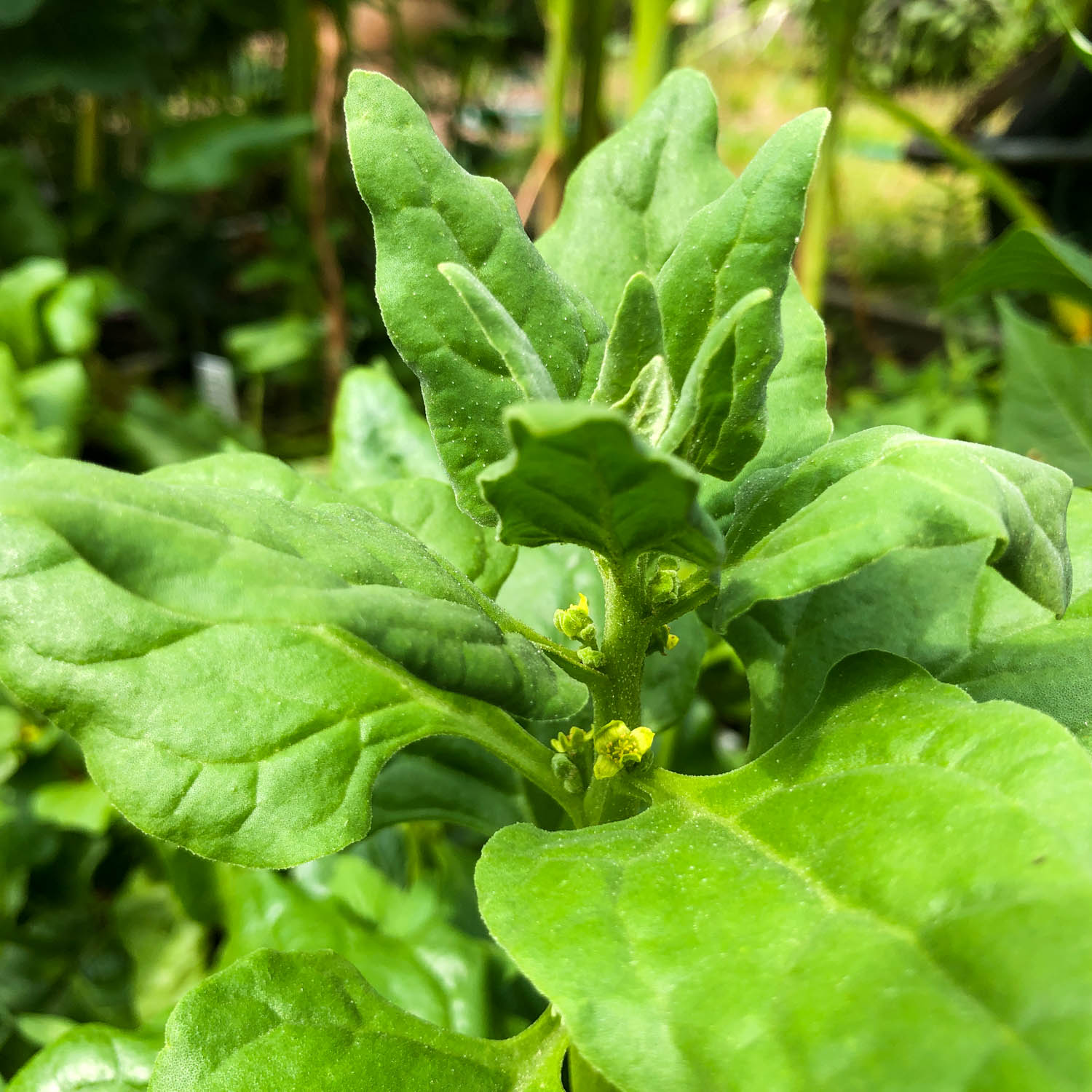 NZ spinach
