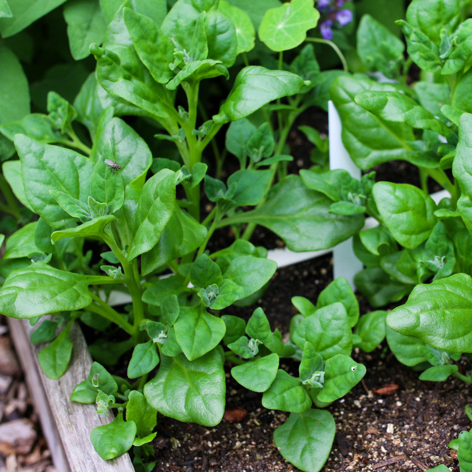NZ spinach
