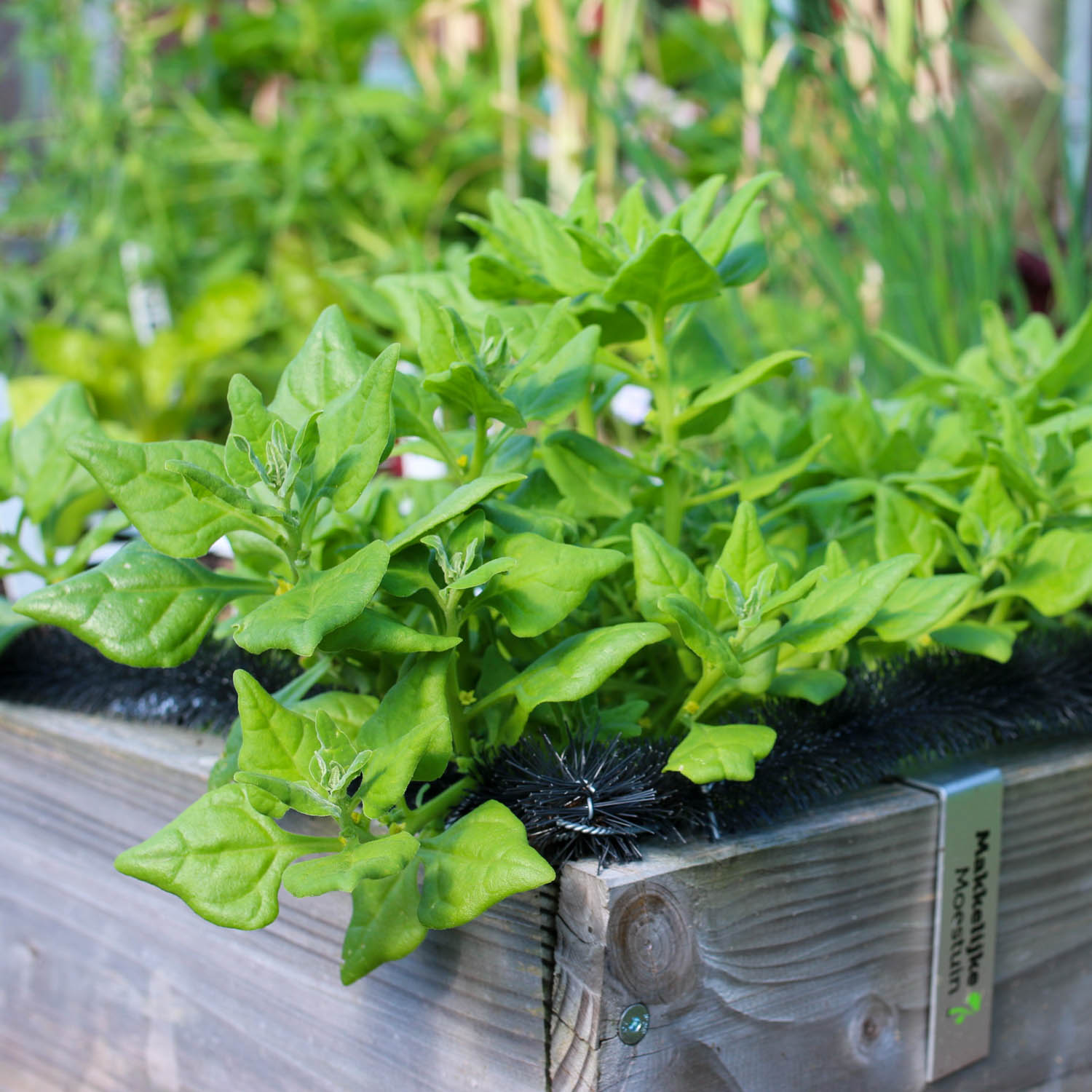 NZ spinach