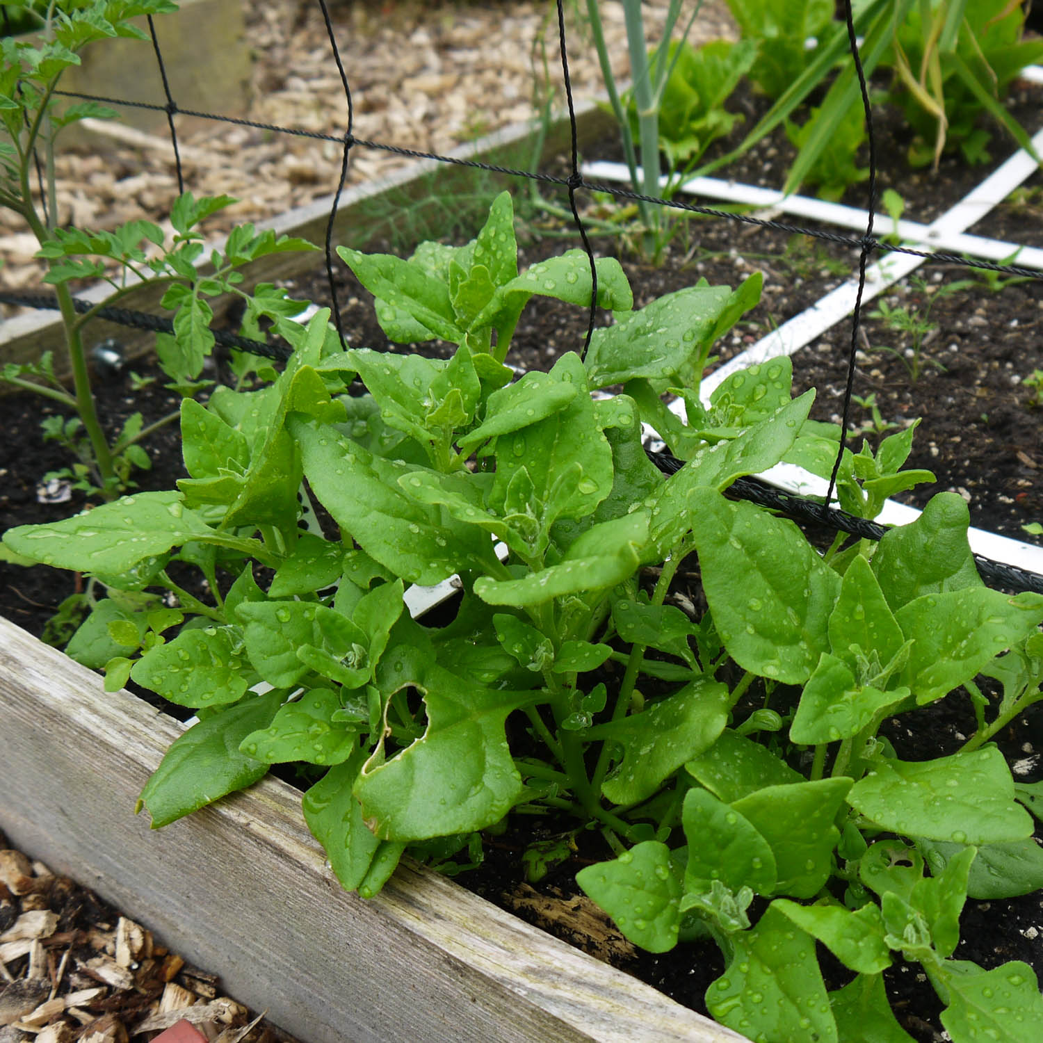 NZ spinach