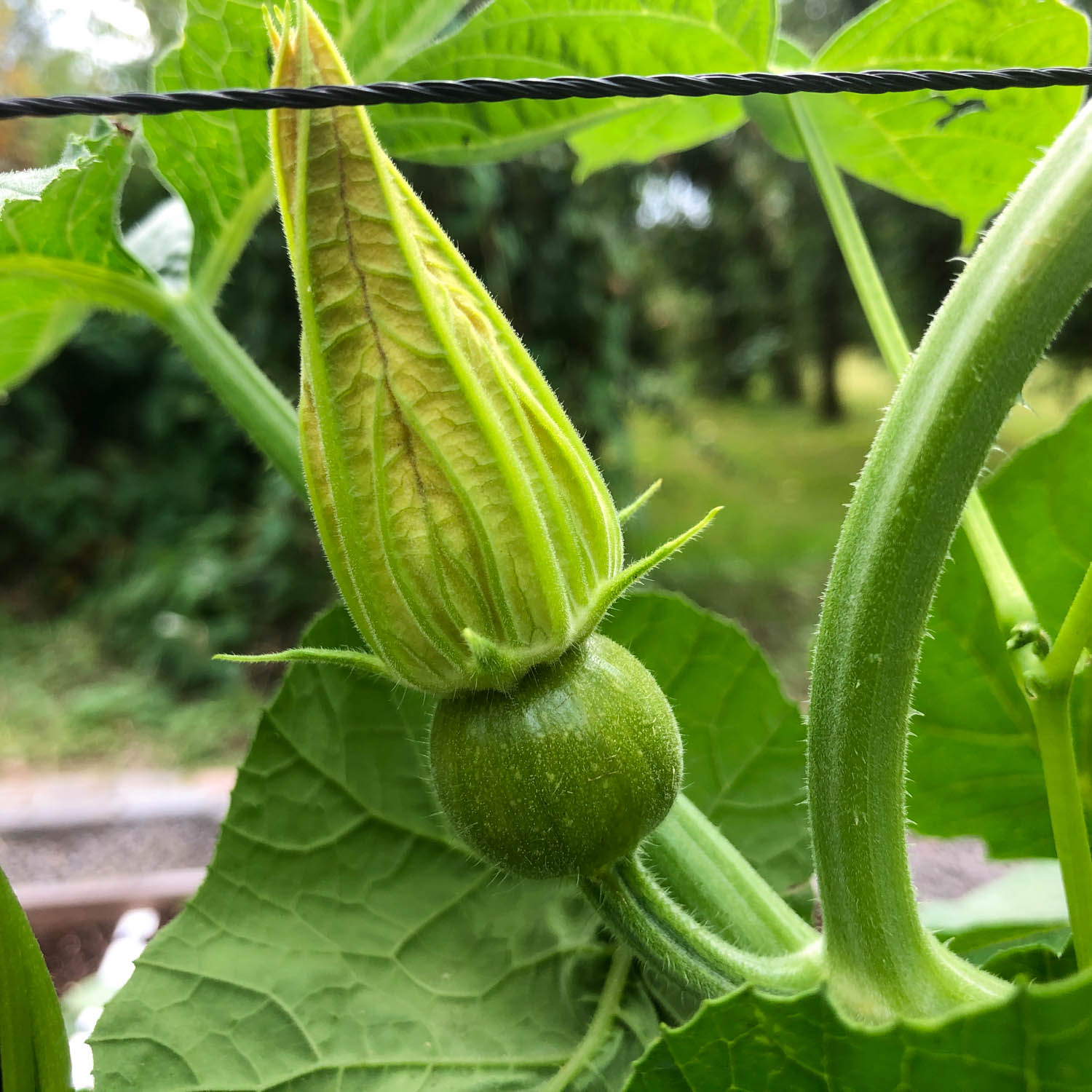 Baby pumpkin