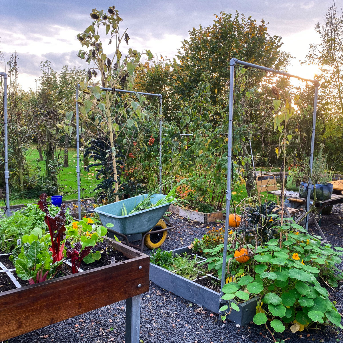 De Makkelijke Moestuin kantoortuin rond 1 november