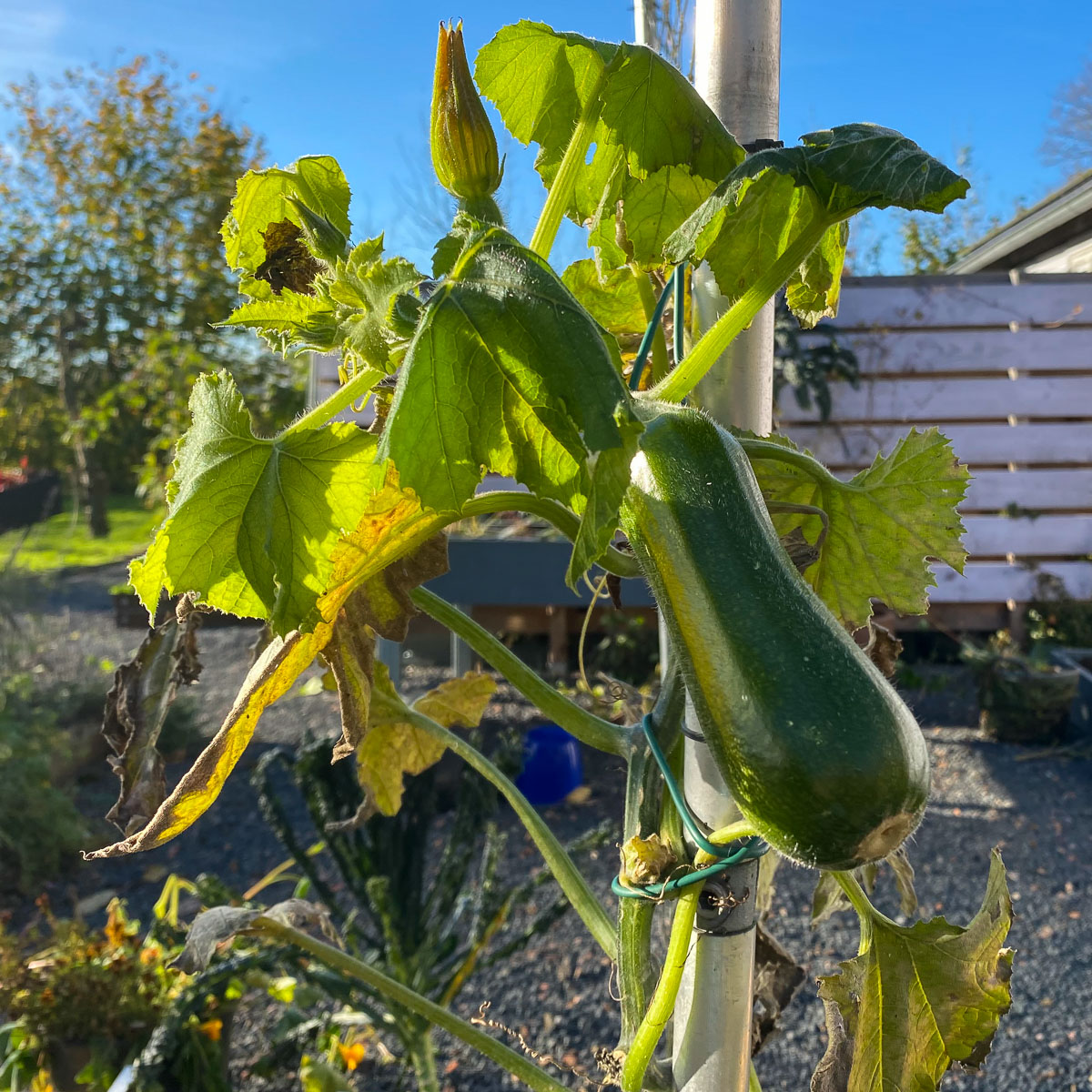 De laatste courgette: tijd om te oogsten