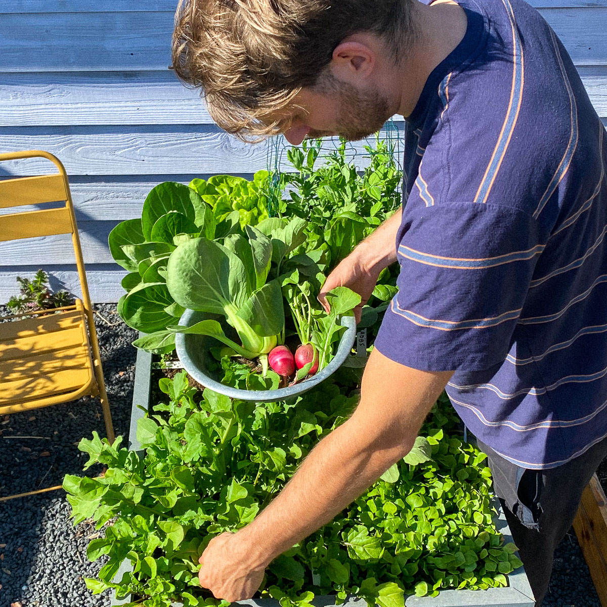 Oogsten uit een Makkelijke Moestuin Hero tafelbak