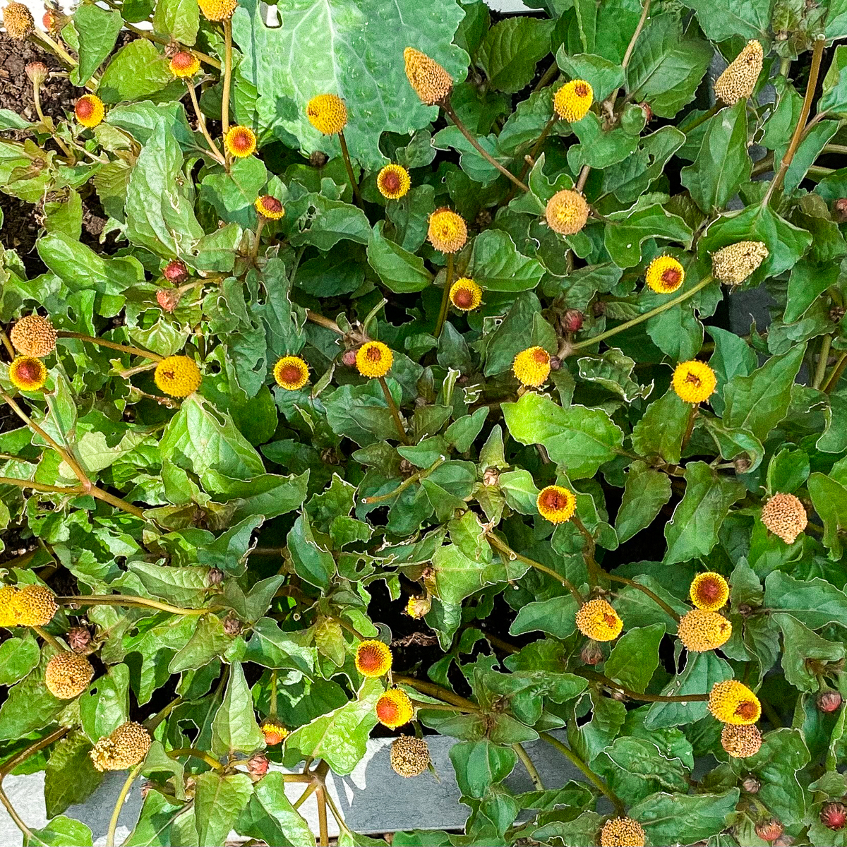 De kiespijnplant van DorienJ