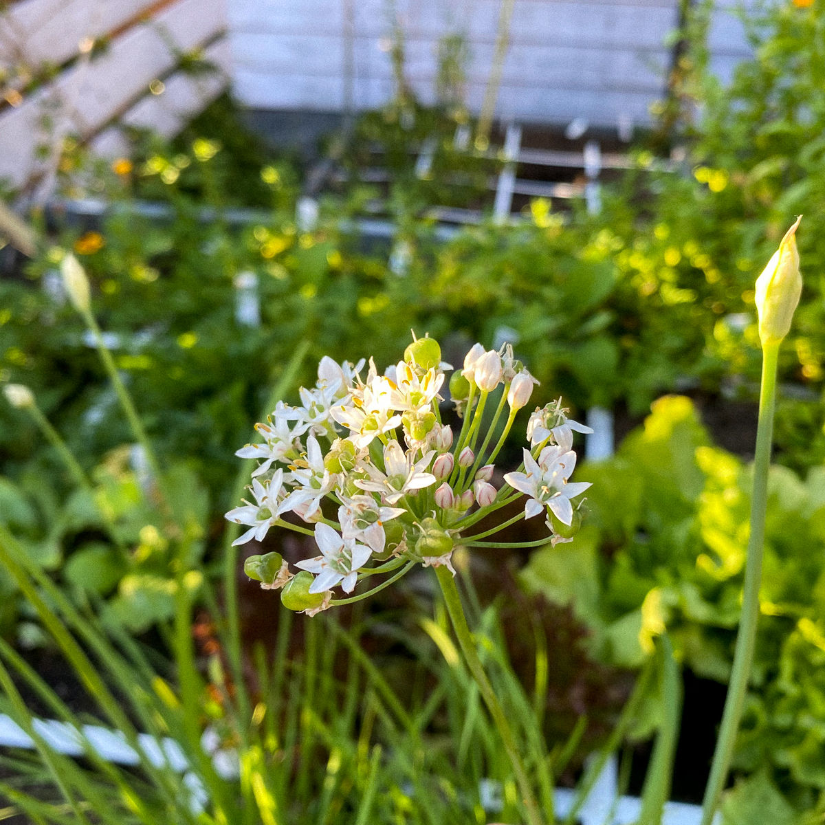 Bloem van de Chinese bieslook