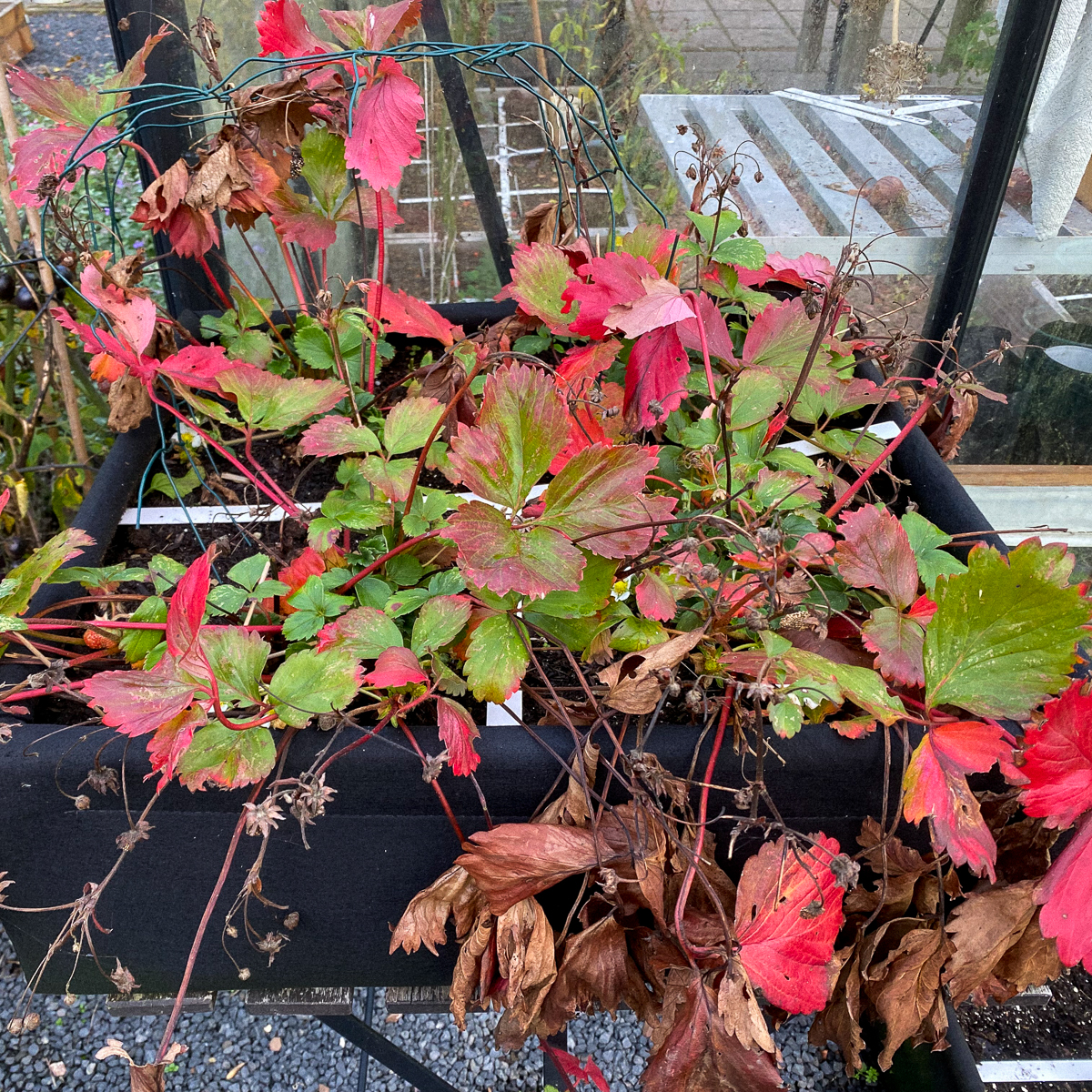 The strawberry plants start to change color in October.