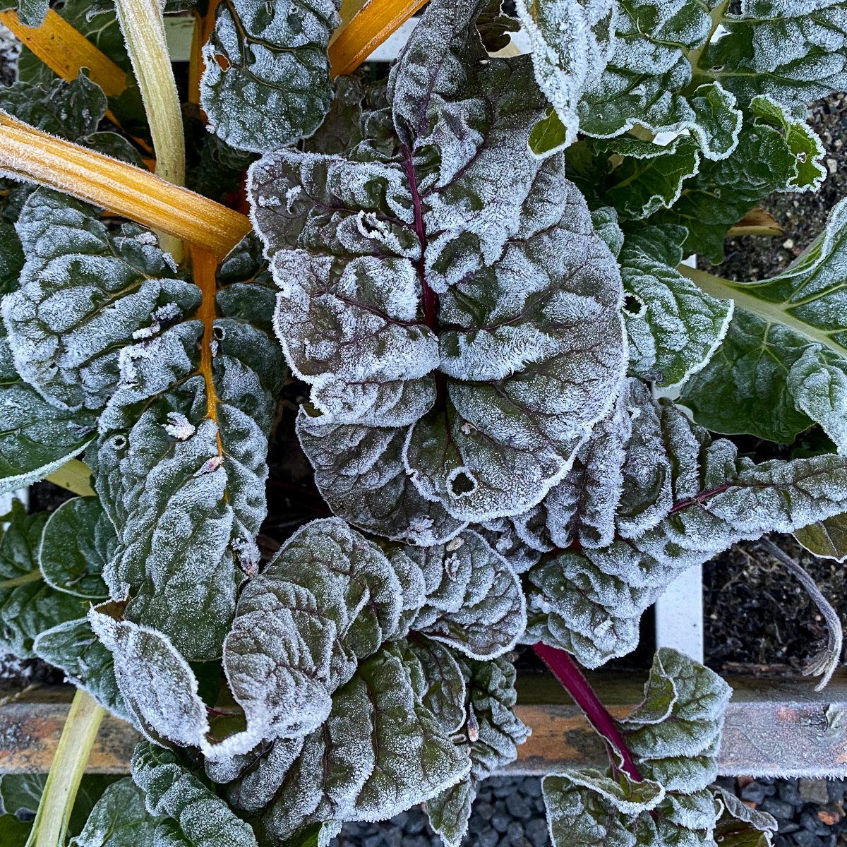 Bevroren snijbiet in de Makkelijke Moestuin na een nachtvorst