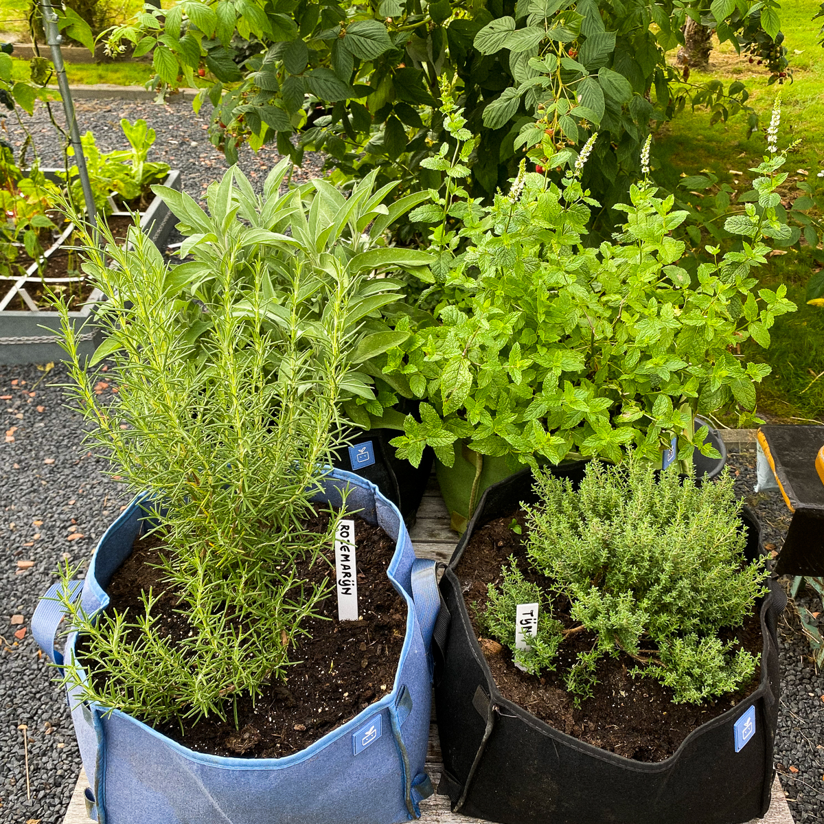 Kruidenplantjes van de Makkelijke Moestuin - begin september