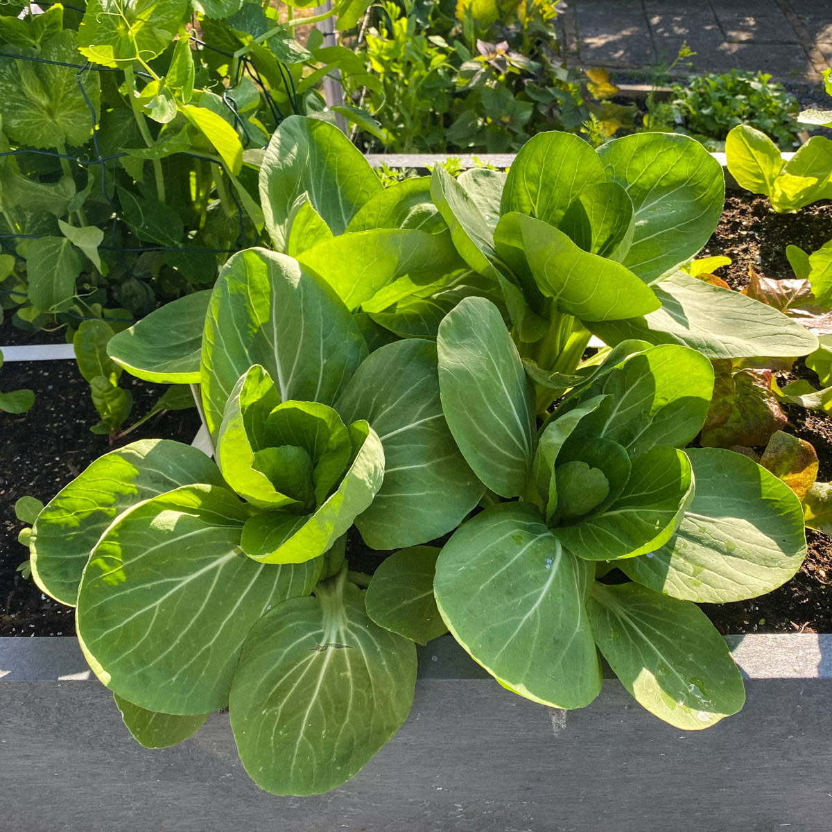 Bok choi in a Makkelijke Moestuin Mini