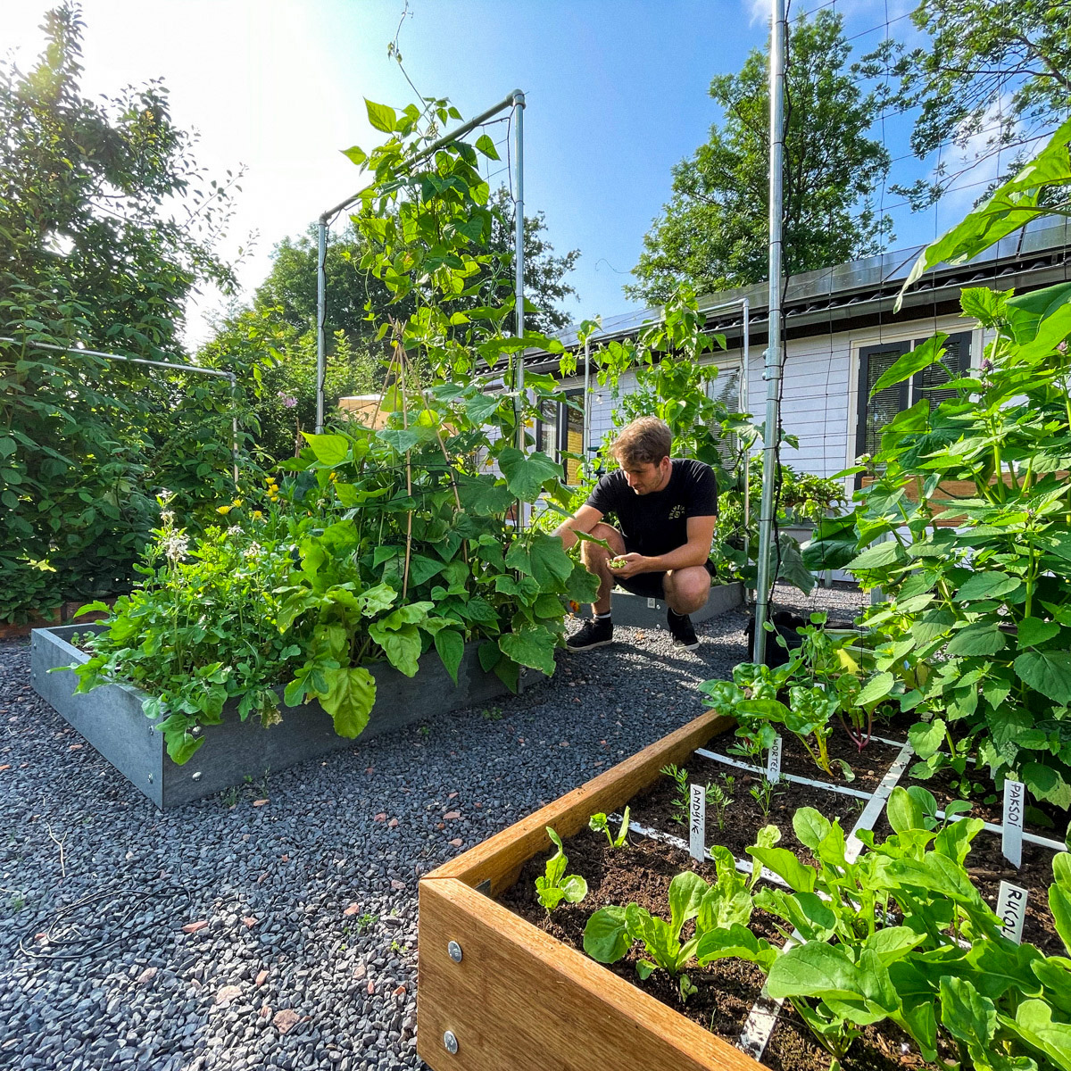 Onze Makkelijke Moestuin kantoortuin - 2 maanden na het opzetten