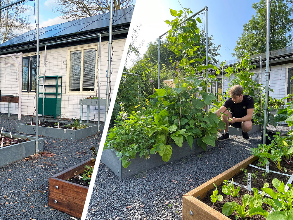 Van kale moestuinbakken naar volop oogsten