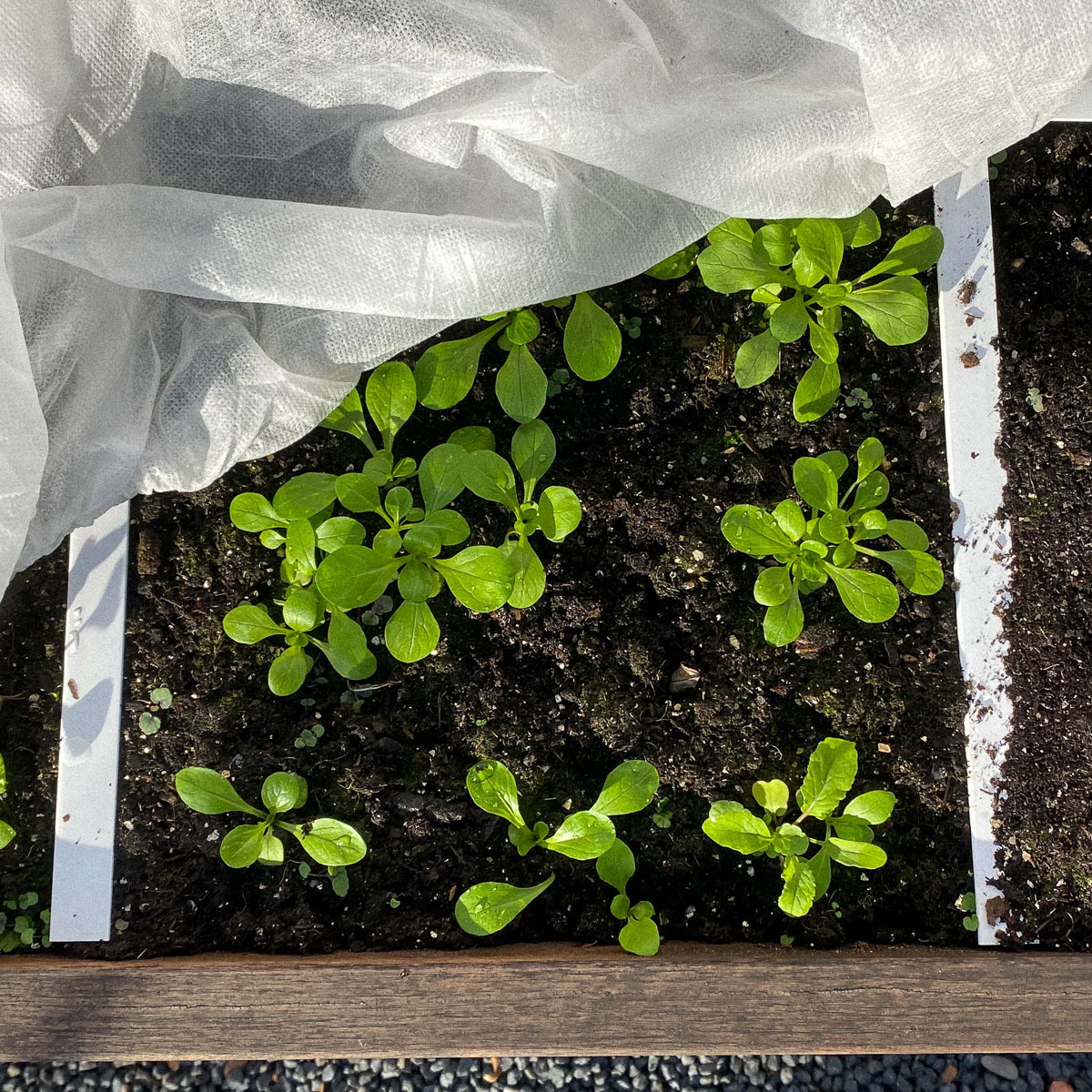Veldsla eind april - vroeg gezaaid onder een Makkelijke Moestuin muts