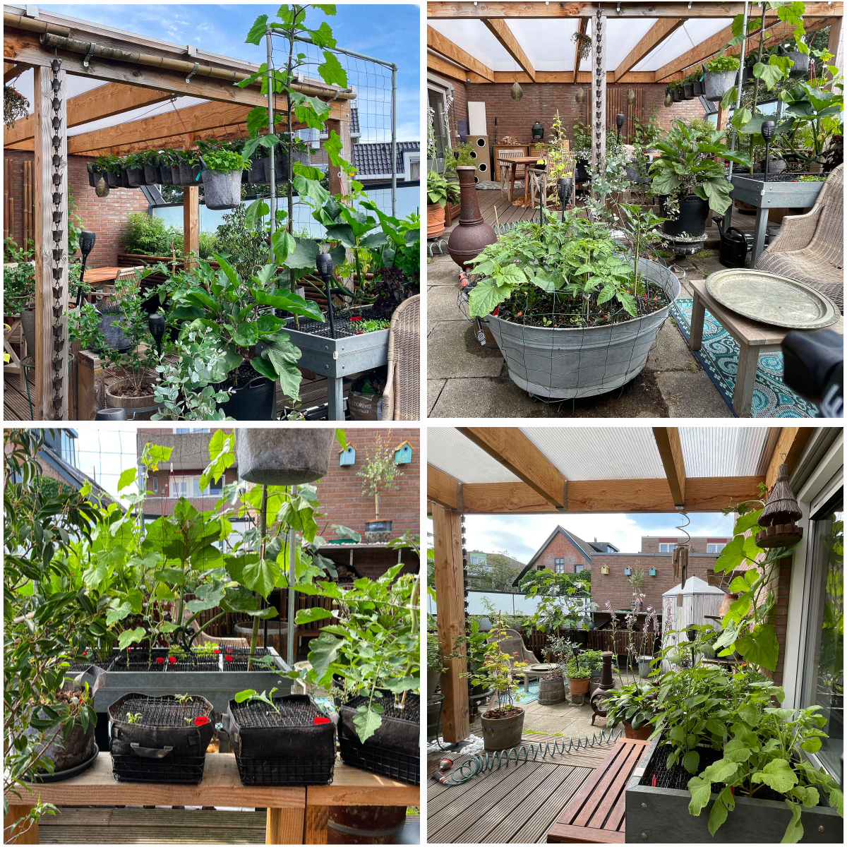 Makkelijke Moestuin op de dakruin van Co'tje kookt