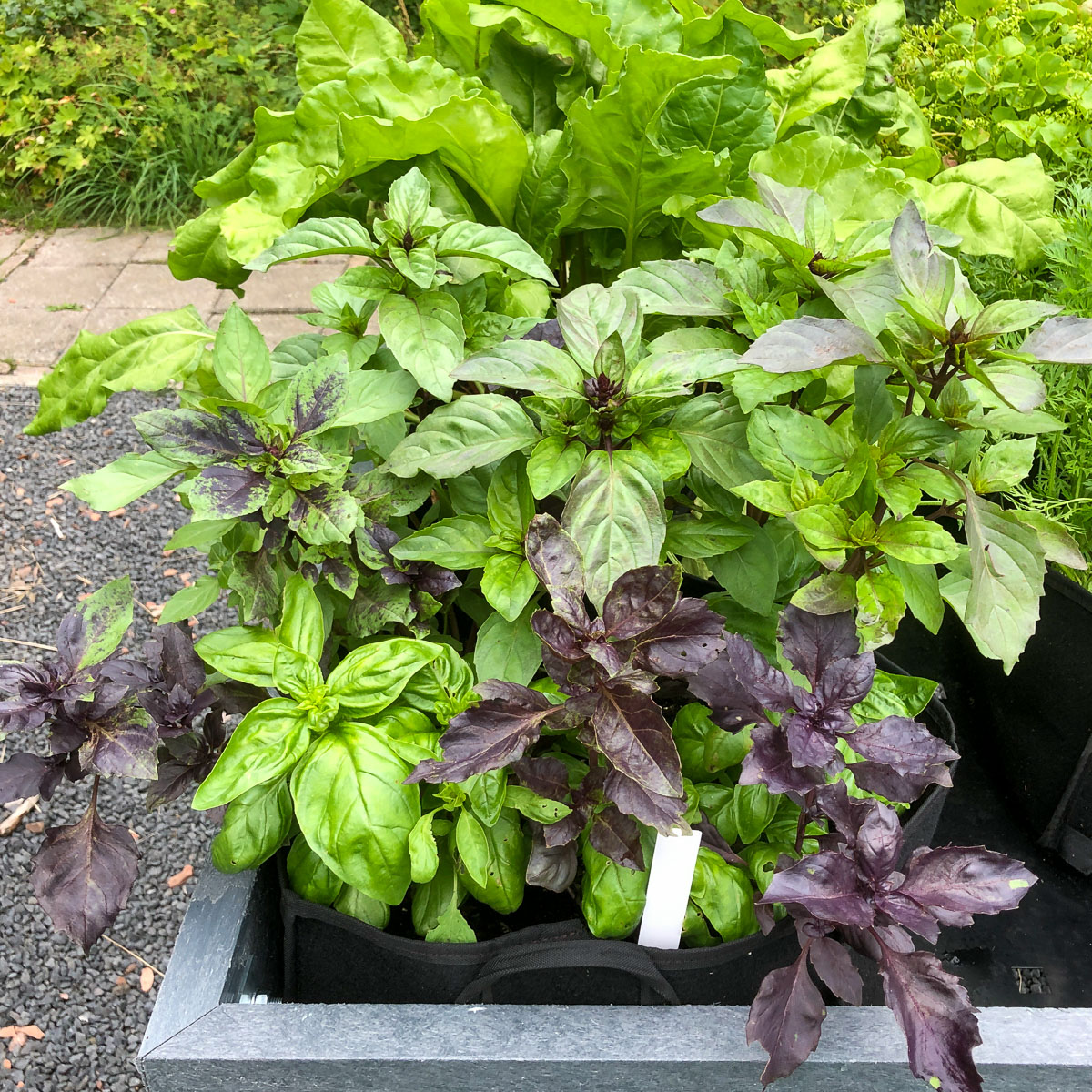 Basilicum mix