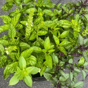 Basilicum mix