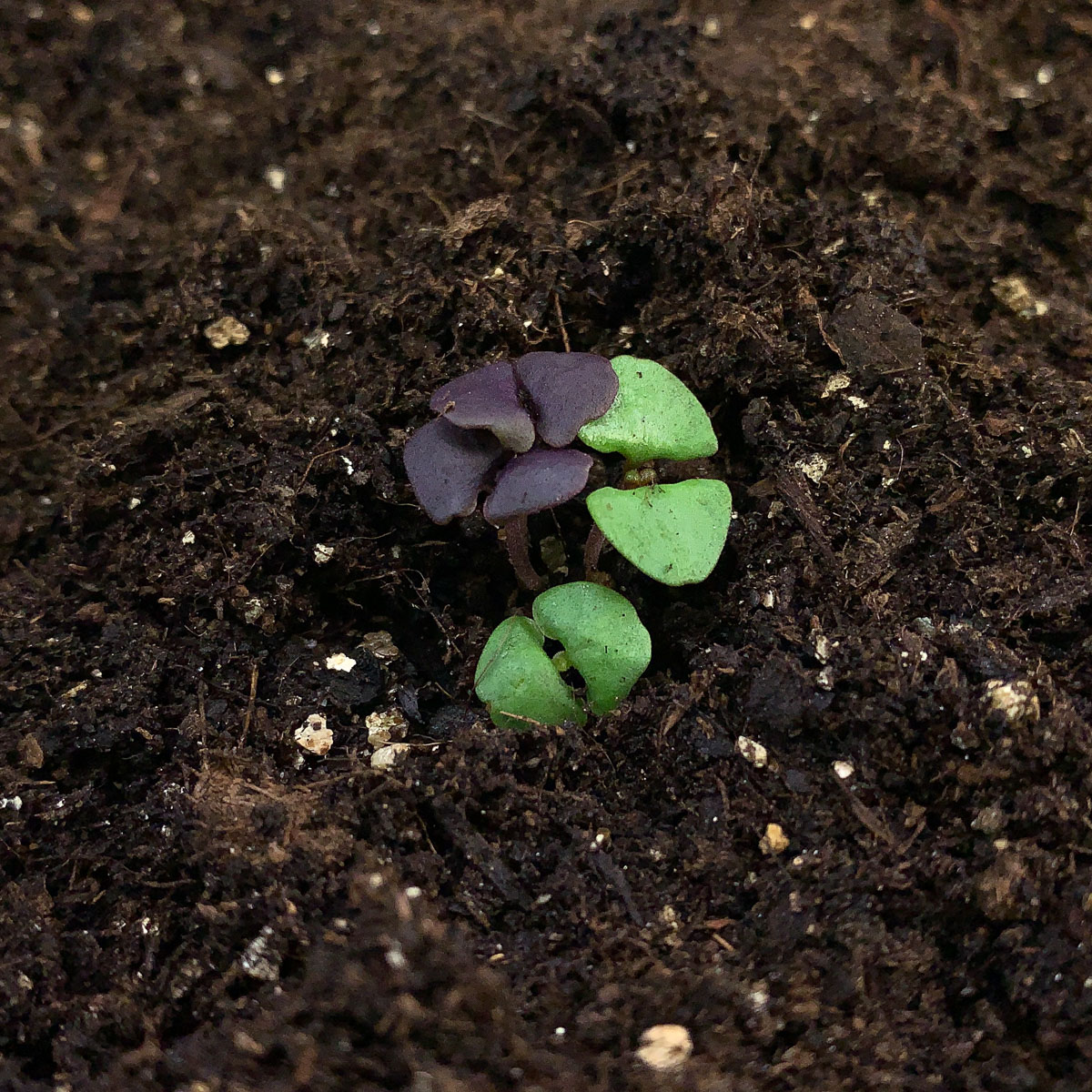 Basilicum mix