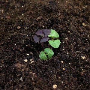 Basilicum mix
