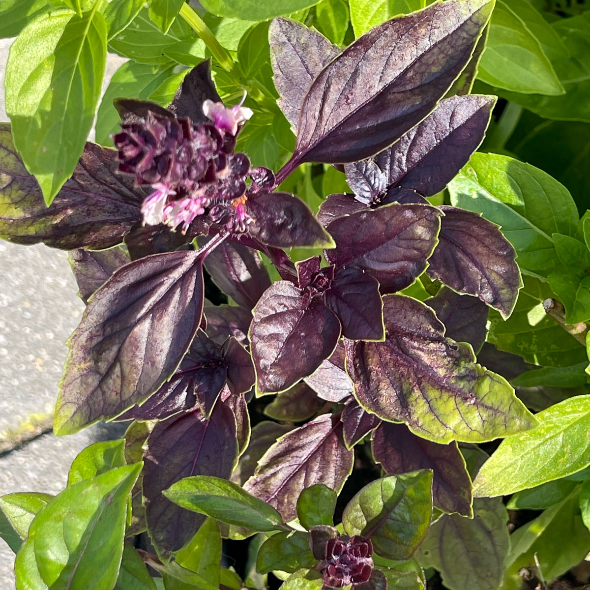 Basilicum mix