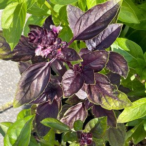 Basilicum mix