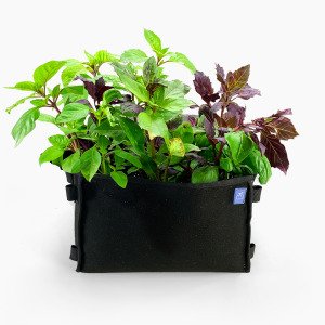 Basilicum mix