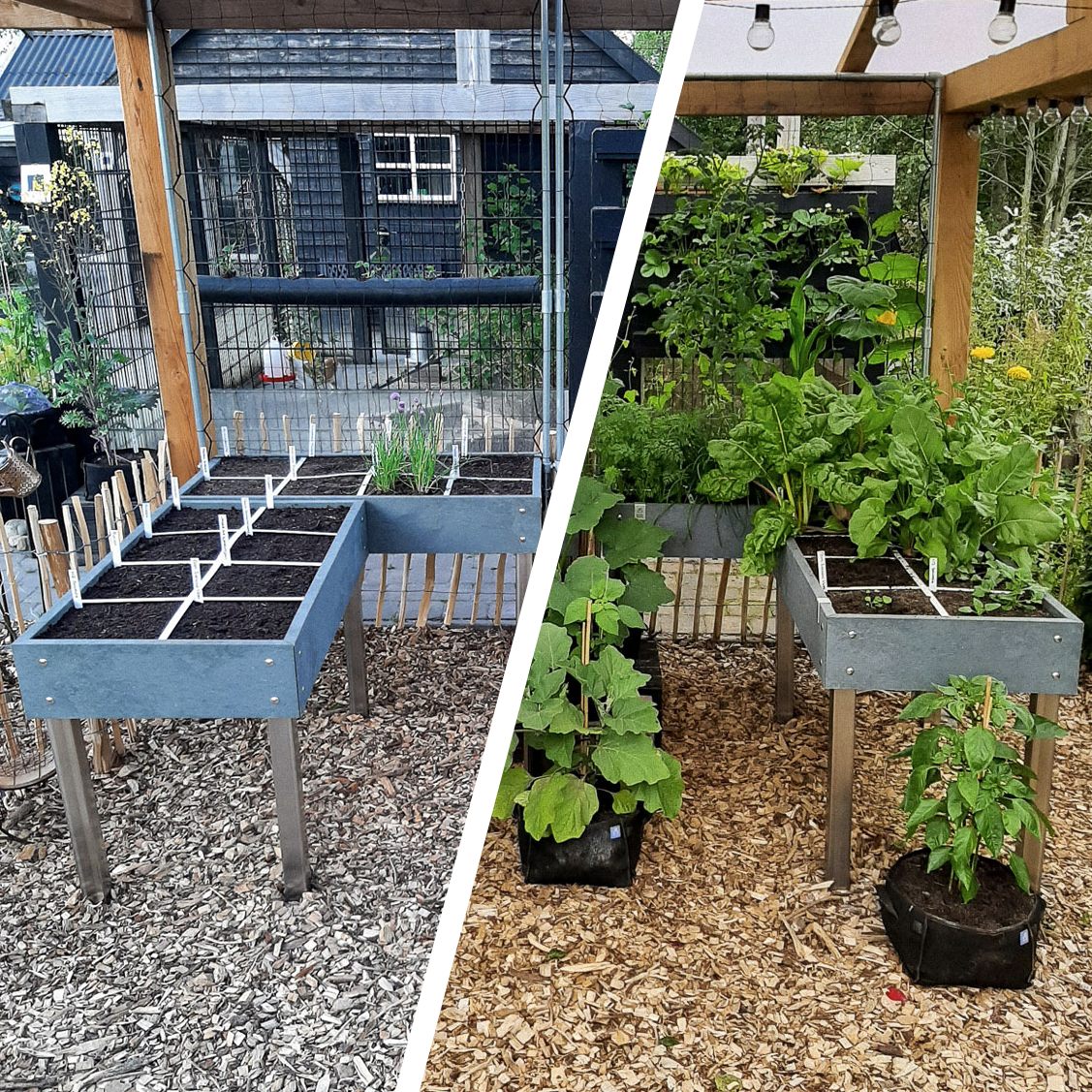Makkelijke Moestuin Hero tafelbakken: begin mei en 2 maanden later.